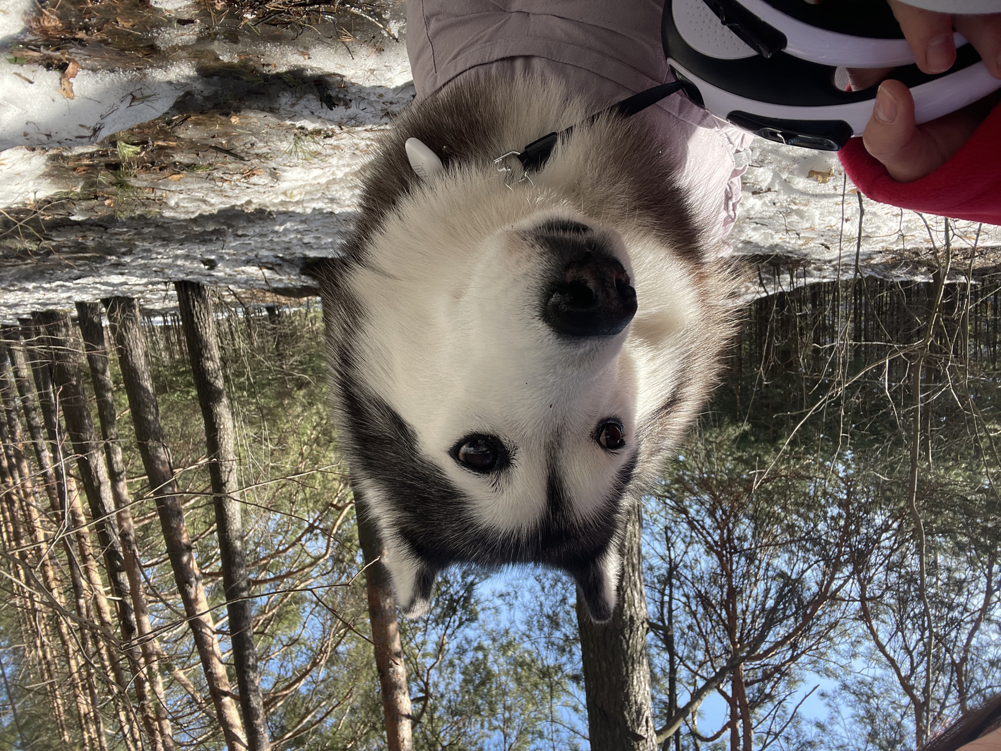 A husky dog is in a forest environment. The dog has black and white fur. Snow is on the ground. Trees are visible in the background. A retractable leash and part of a hand are visible in the top right corner.
I do not have enough information to determine if the location is in Izhevsk, Russia.