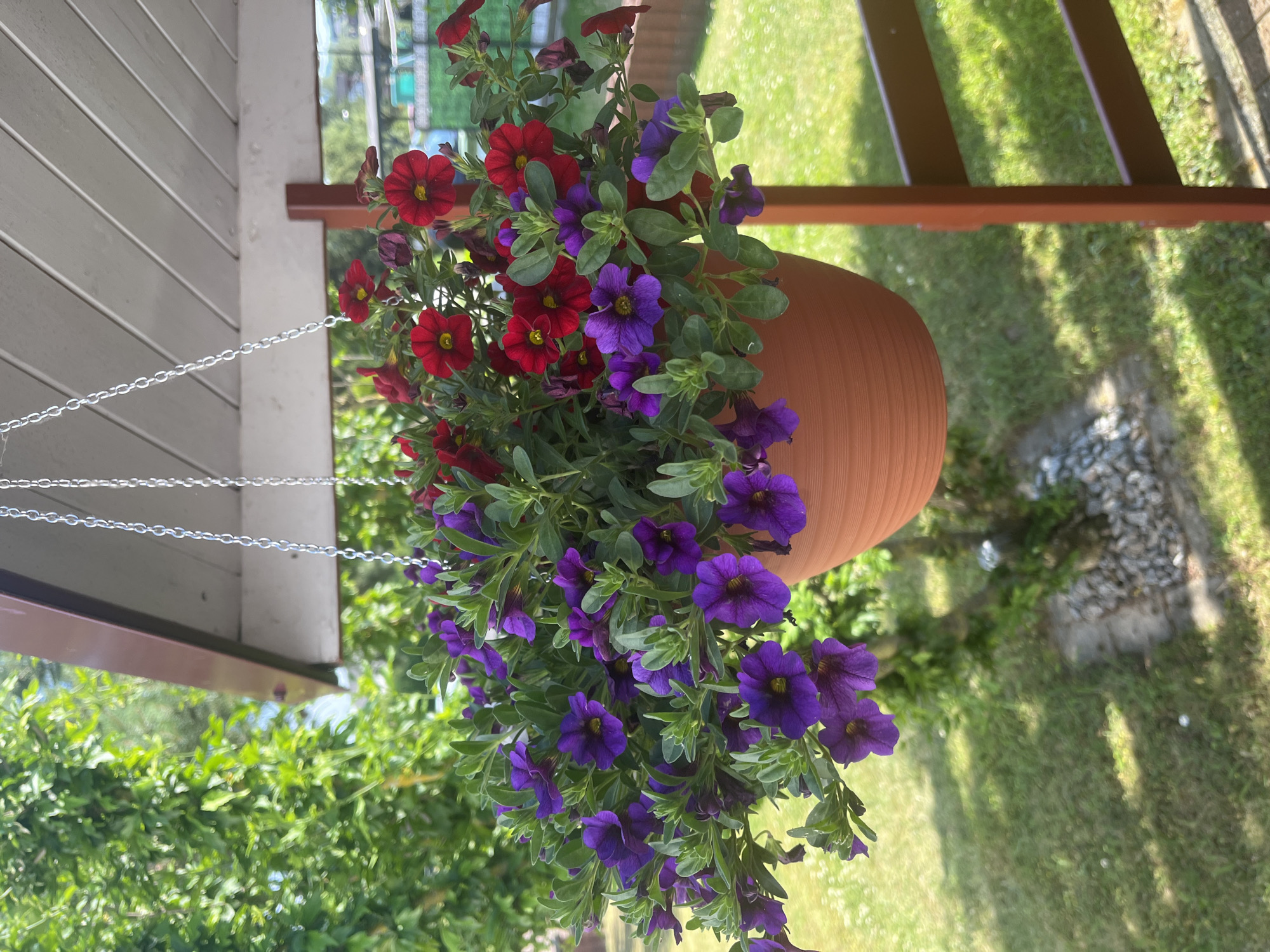 A hanging basket filled with red and purple flowers is suspended from a wooden overhang. The basket is made of terracotta and is hanging by silver chains. The flowers are small and bell-shaped, with some red ones featuring yellow centers and others a deep purple. Green foliage spills out from the basket, creating a lush display. In the background, a grassy area is visible, with a wooden deck or railing. The scene appears to be outdoors, bathed in sunlight, suggesting a pleasant day. The overall impression is one of a charming and well-maintained garden setting. There is no visible text in the image.