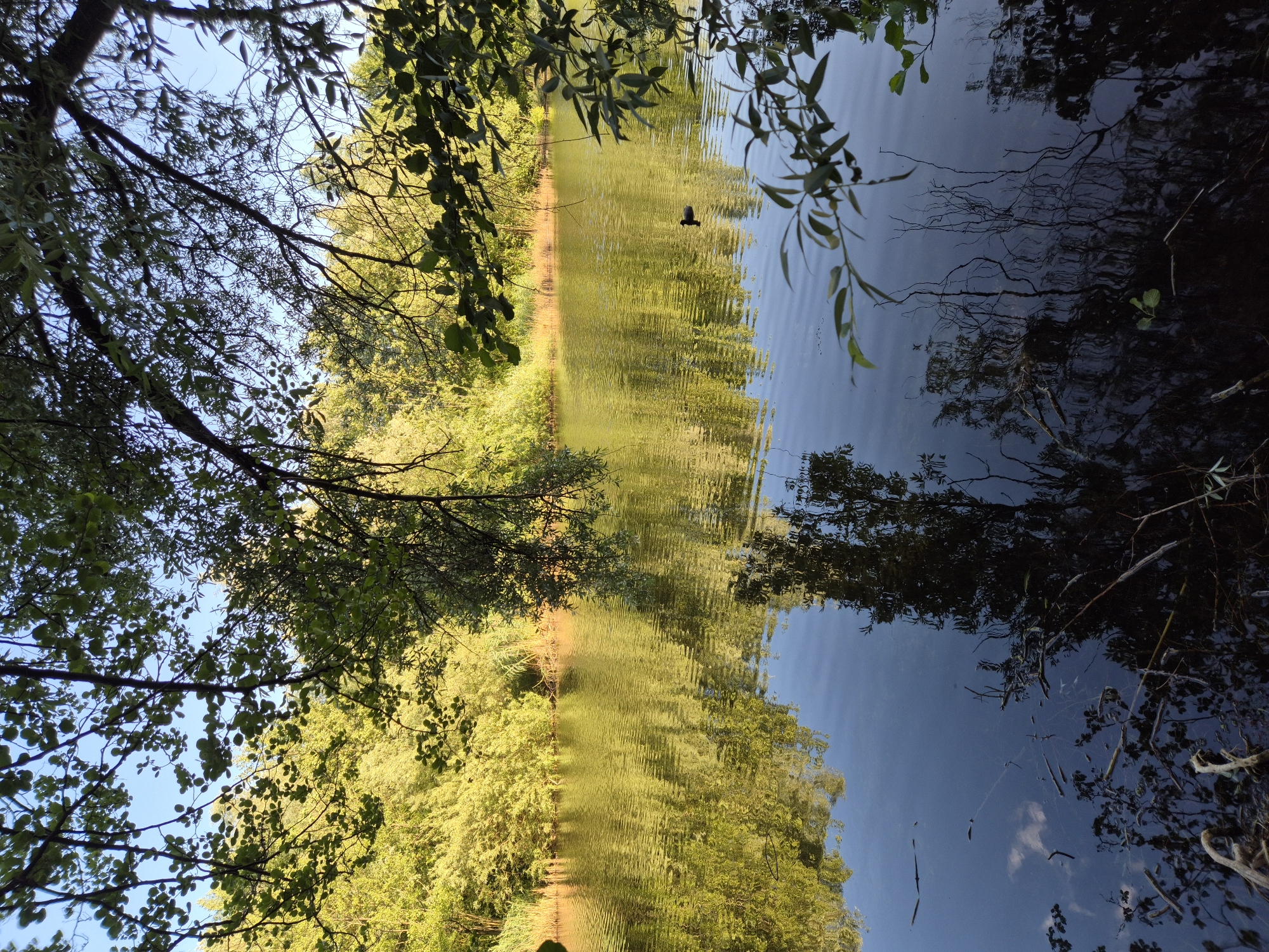 This image depicts a serene lake scene, likely situated in Ergolding, Germany, on a bright, clear day. The foreground is dominated by the dark, still water of the lake, reflecting the surrounding trees and the sky. Submerged branches and vegetation are visible beneath the surface, creating a shadowy, intricate pattern.
In the mid-ground, the calm surface of the lake is broken by gentle ripples, reflecting the lush, green trees that line the far bank. These trees, bathed in sunlight, exhibit vibrant yellow-green foliage, suggesting late summer or early autumn. A single, dark-colored duck is swimming on the lake, positioned slightly to the right of the center of the frame.
The background consists of a dense canopy of trees, their leaves catching the sunlight. The sky above is a clear, bright blue. Branches of trees with green leaves extend into the frame from the top and right edges, partially obscuring the view of the sky and the distant treeline. The overall impression is one of tranquility and natural beauty.