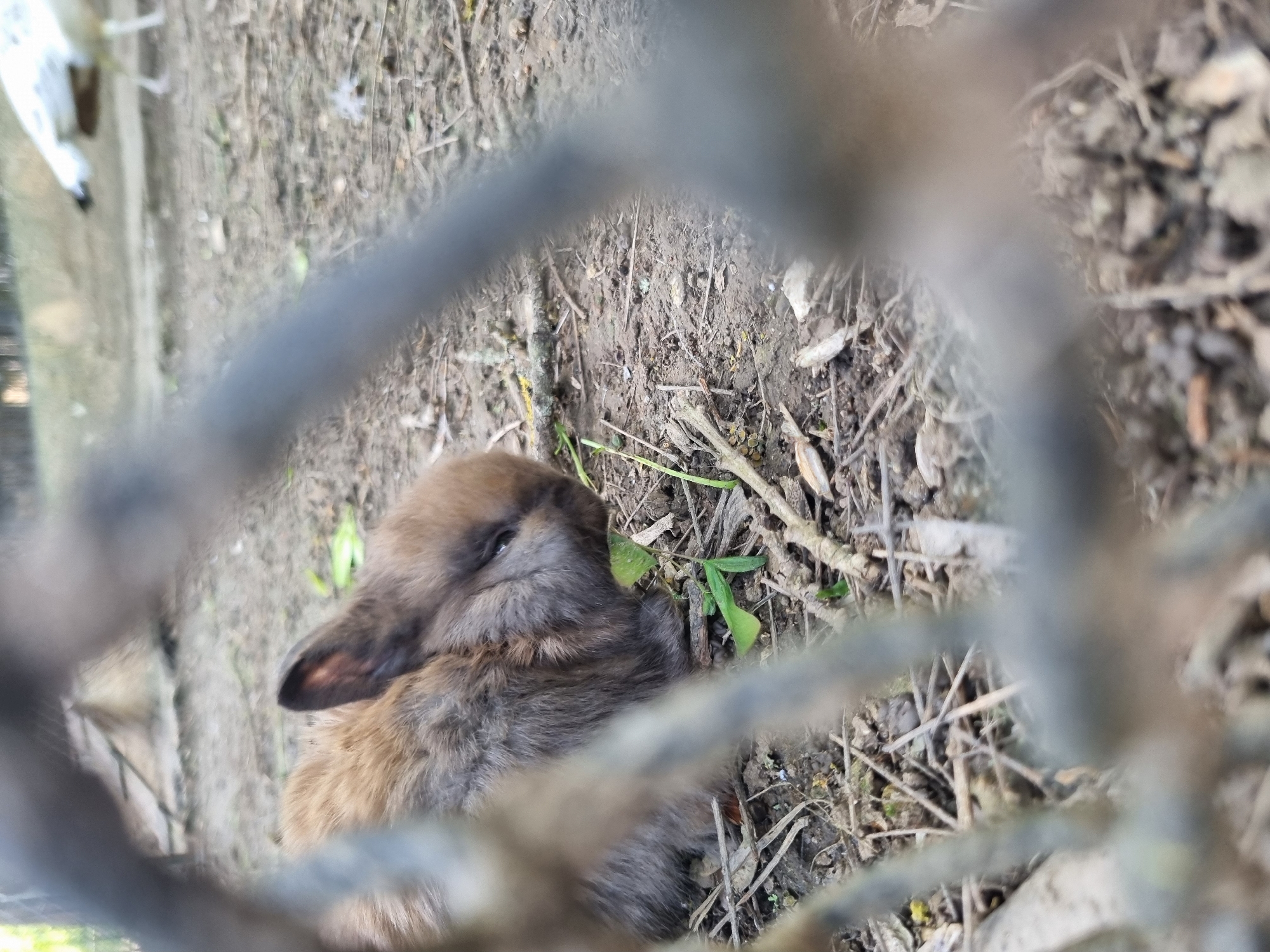 A close-up, slightly blurred photograph, taken from behind a wire fence, shows a small, brown rabbit lying on bare, dark soil littered with twigs, leaves, and small bits of vegetation. The rabbit is positioned in the lower center of the frame and appears to be resting or sleeping. The image is taken outdoors, likely in a garden or park, given the natural ground cover. The image does not provide sufficient details to confirm its exact location in Pleven, Bulgaria.