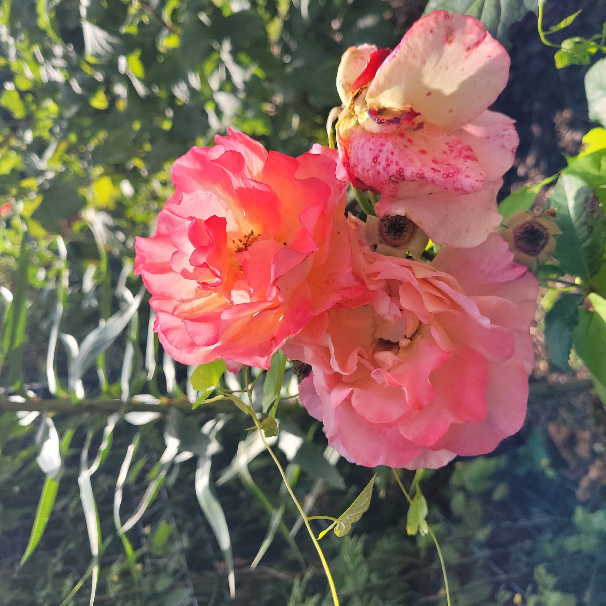 A close-up, eye-level shot showcases a cluster of pink and orange roses in a garden. The roses are in various stages of bloom, with some fully open and others wilting. The lighting suggests it is daytime, with sunlight filtering through the leaves, creating highlights and shadows. The background consists of blurred green foliage, indicating a natural, outdoor setting, possibly a garden in Jūrmala, Latvia. There are no people or animals present in the image. The focus is entirely on the floral subject matter.