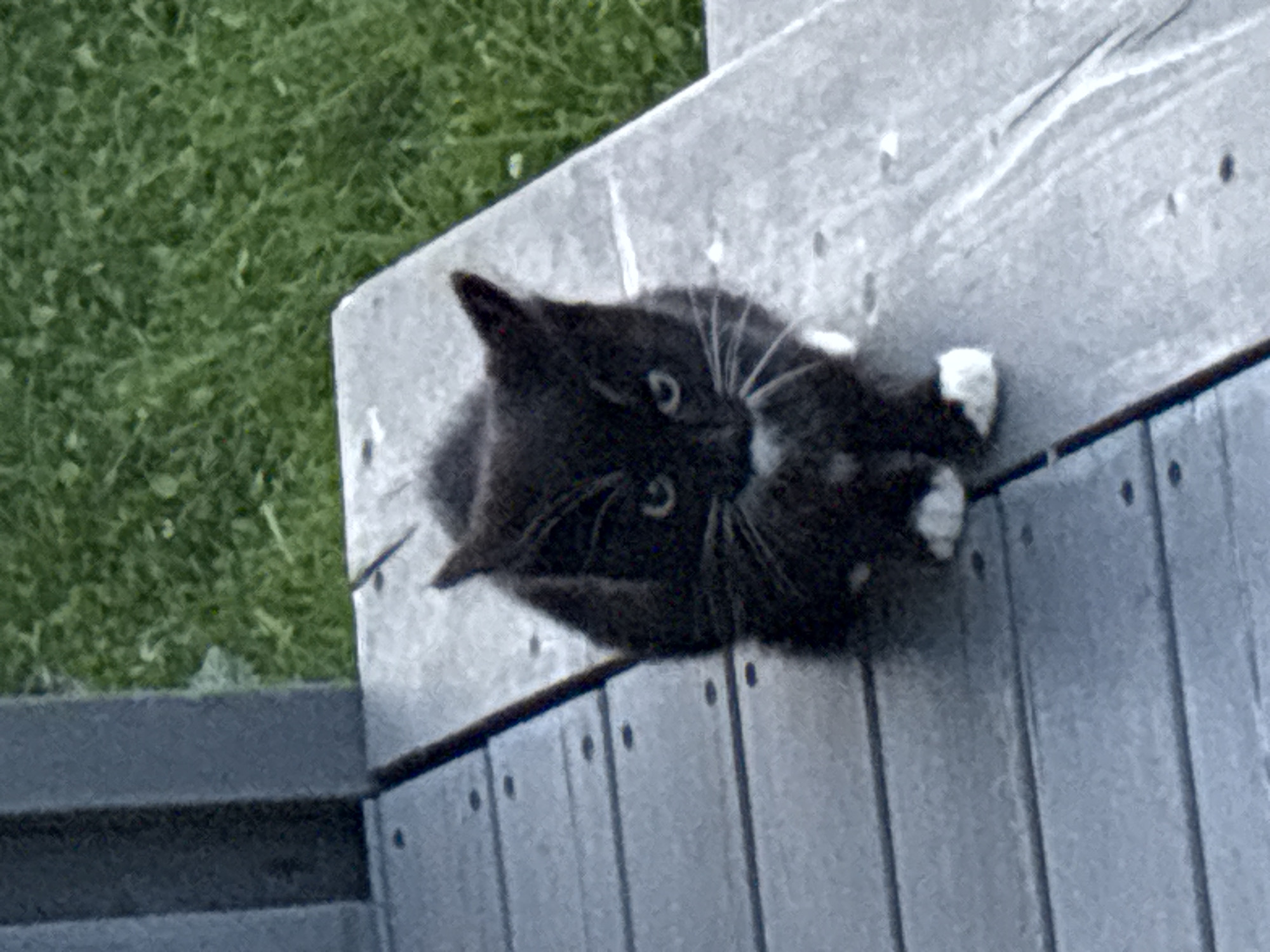 The image shows a black and white cat sitting on a wooden deck. The cat is facing the camera and has white paws and a white patch on its chest. The background is out of focus, but appears to be grass and a railing. The image quality is poor, with a lot of grain and low resolution, making it difficult to discern fine details. The location in Zvenigorod, Russia is not evident from the image itself, and no elements in the scene provide any clues about its geographical context.