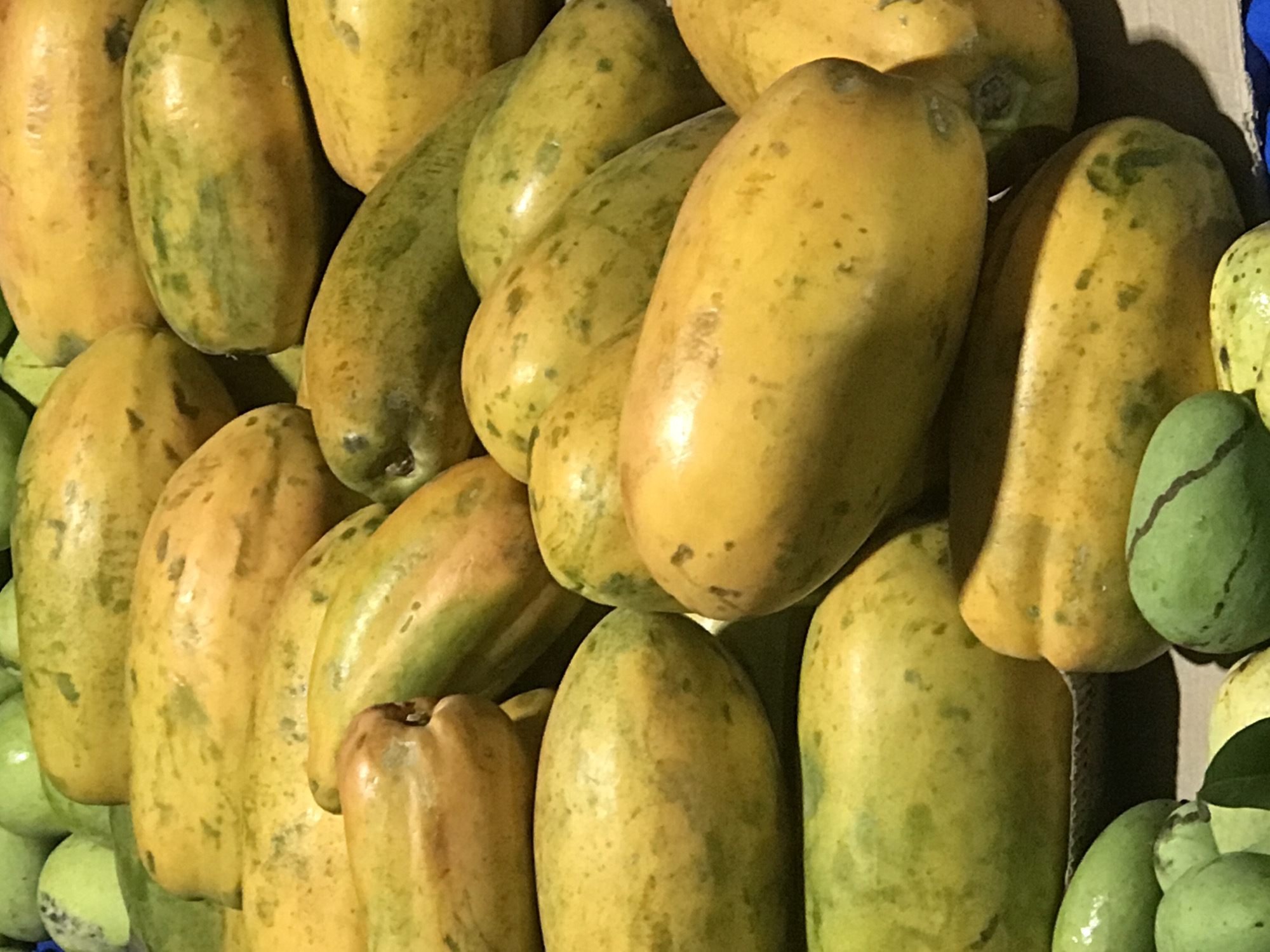 A dense cluster of ripe papayas fills the frame, interspersed with a few green mangoes at the edges. The papayas are predominantly yellow with some green patches and speckled with dark spots. Their shapes are elongated and rounded, varying slightly. The mangoes are small, green, and round. The scene is brightly lit, with slight shadows suggesting indoor lighting. No people are visible. The location is Banda Aceh, Indonesia, based on user instructions.