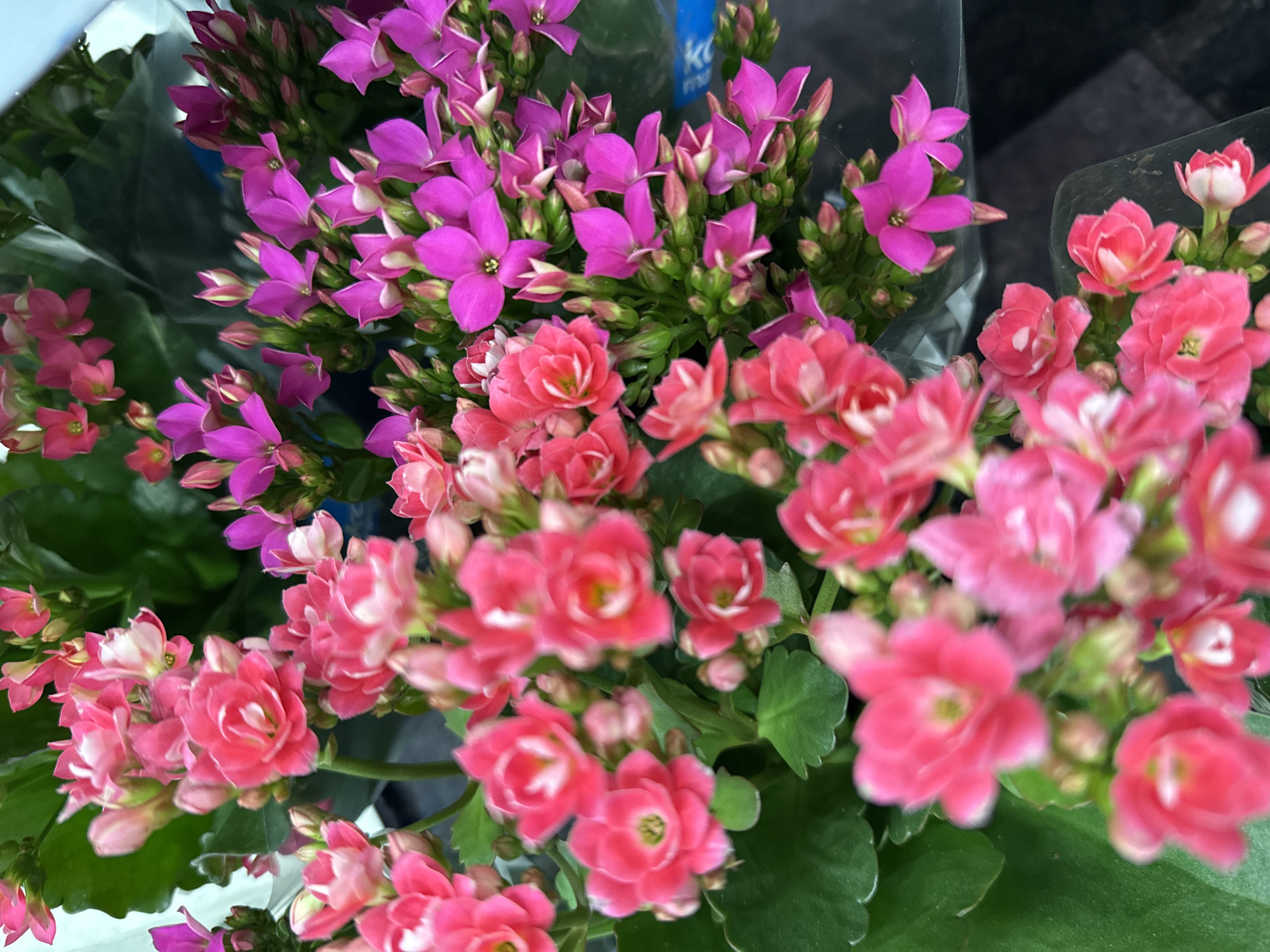 The image shows a close-up view of several potted Kalanchoe plants, also known as Flaming Katy. The plants are in full bloom, displaying clusters of small, brightly colored flowers in shades of pink and fuchsia. The flowers have multiple petals and a star-like shape. Green, succulent leaves are visible underneath the blooms. The background is dark and out of focus, with some hint of plastic packaging. The setting is not specified to be in Tallinn, Estonia, or any other specific city. The image appears to be taken indoors, possibly in a flower shop or a home. There are no people or actions depicted in the image.