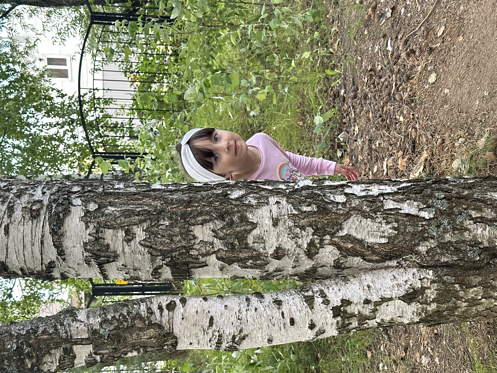 A young girl with dark hair, wearing a white headband and a pink long-sleeved shirt with a rainbow design, peeks out from behind a birch tree. She is looking towards the viewer with a curious expression. The birch tree has white bark with dark markings. The background consists of lush green foliage, a black metal fence, and a white building with two windows. The ground is covered with pinecones, twigs, and dry leaves. The setting appears to be a yard or park area in Chaikovsky, Russia, possibly near a residential building.