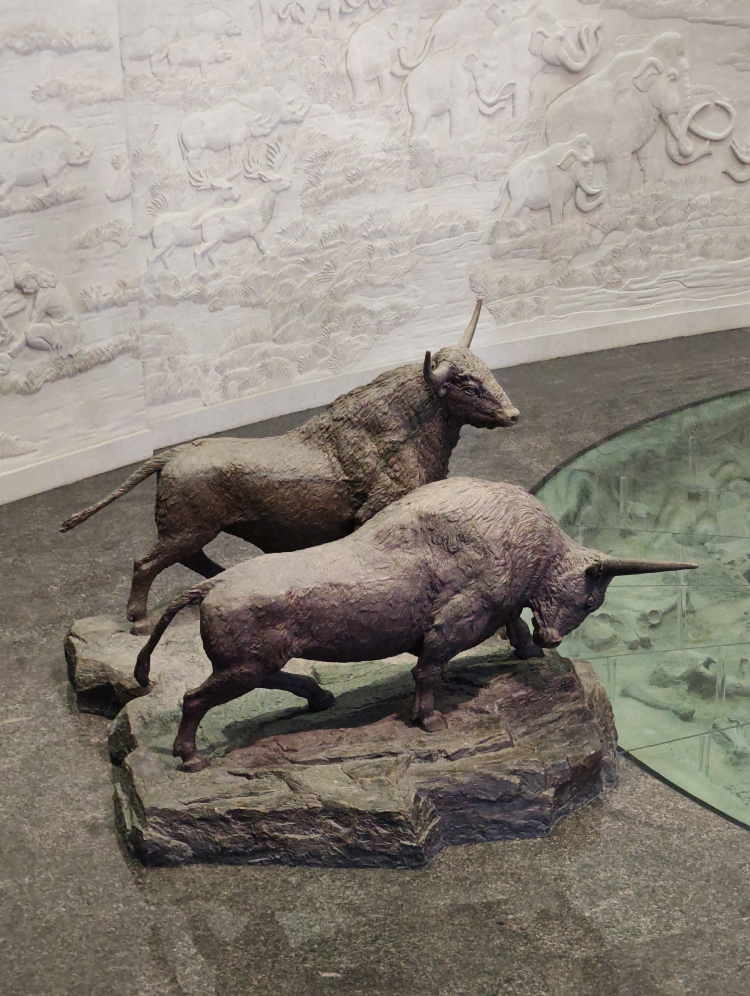 The image shows a museum exhibit featuring two bronze sculptures of aurochs standing on rocks. The sculptures are placed in front of a large, light-colored bas-relief wall depicting prehistoric animals such as mammoths, rhinos, and deer in a grassy landscape. To the right of the aurochs sculptures, a glass display case is visible, containing what appear to be fossilized bones. The floor in front of the exhibit is a dark, speckled material. The background wall appears to be illuminated, highlighting the sculpted details of the animals. This exhibit is located in the Longfeng District of China.