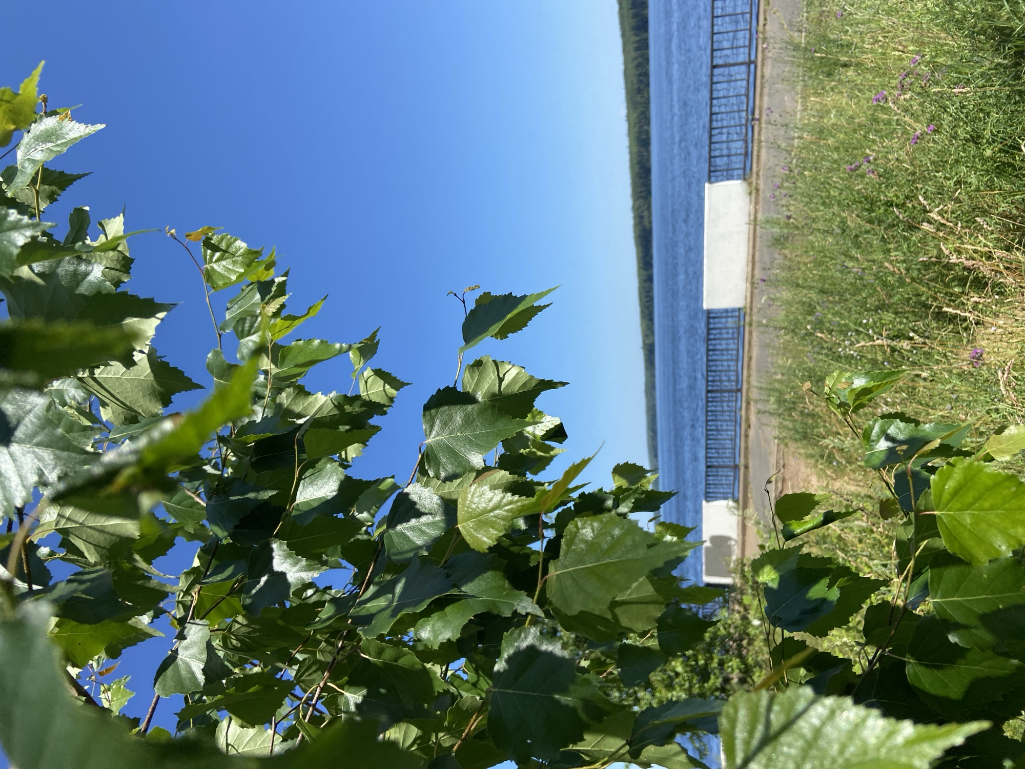 The image depicts a view of the Kama River in Chaikovsky, Russia, on a clear, sunny day. In the foreground, lush green leaves of a tree branch hang down, partially obscuring the view. The leaves are vibrant and appear healthy, with some reflecting the bright sunlight.
Beyond the foliage, the Kama River stretches out, its blue waters calm and serene. A line of trees forms a dark green border along the distant riverbank. In the middle ground, there is a paved walkway or road, bordered by a dark metal fence. White, rectangular barriers are visible along the walkway, possibly serving as part of a scenic overlook or promenade. A patch of wild grass and small purple flowers grows between the walkway and the viewer, adding a touch of natural beauty to the scene. The sky above is a brilliant, cloudless blue. No people are visible in the image. The overall impression is one of a peaceful, picturesque natural setting within the city.