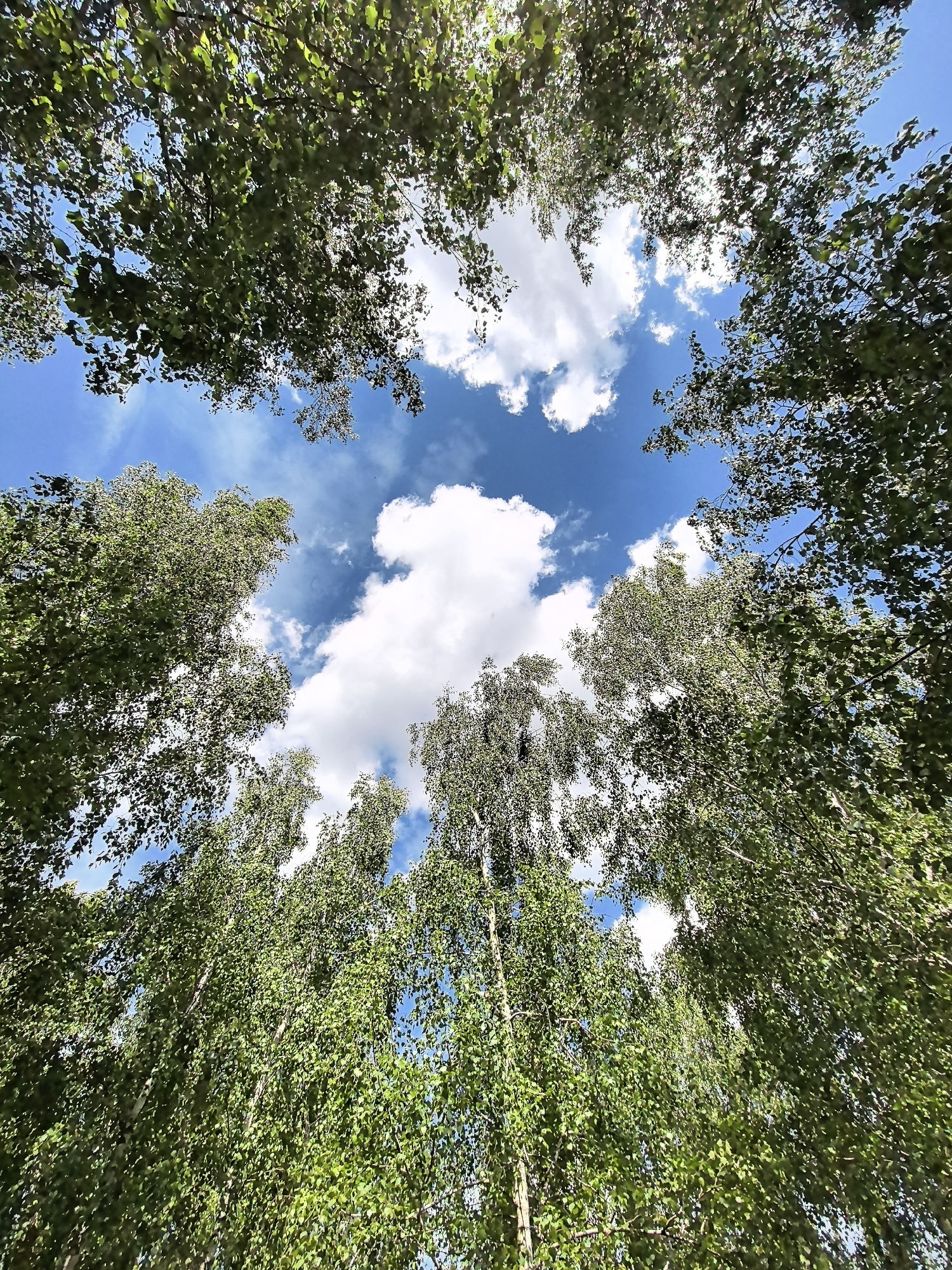 A low-angle shot captures a canopy of green leaves and white birch trees against a bright blue sky filled with fluffy white clouds. The perspective looks upward through the trees, framing the sky as if through a natural window.