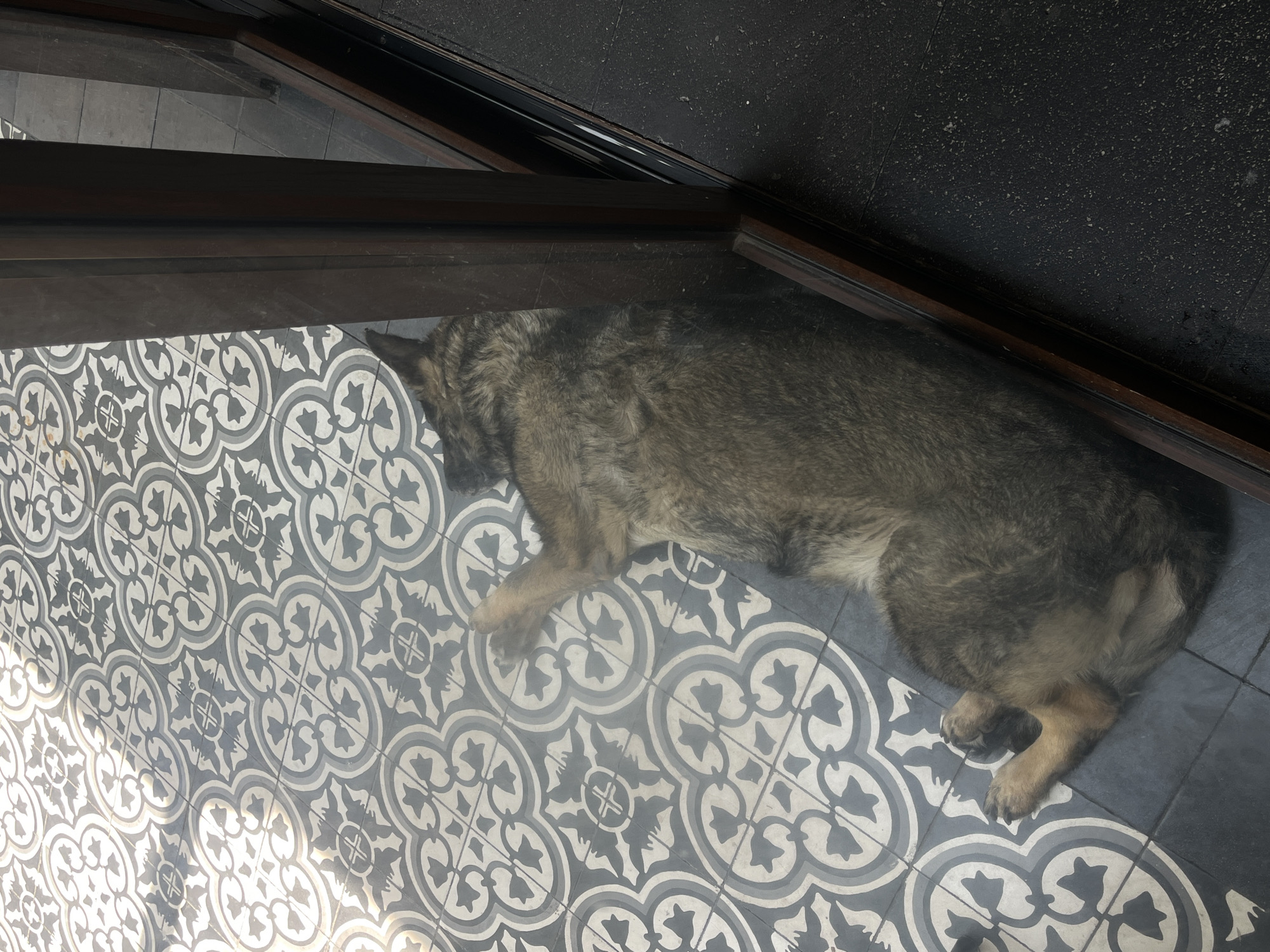 A medium-sized dog with tan and gray fur lies resting on patterned tile flooring. The tiles are predominantly white with gray floral designs. The flooring transitions to solid dark gray tiles towards the upper right corner of the image. A dark wooden frame or structure partially obscures the view from the upper left. The scene is set indoors, and the location is San Bernardino Tlaxcalancingo, Mexico.