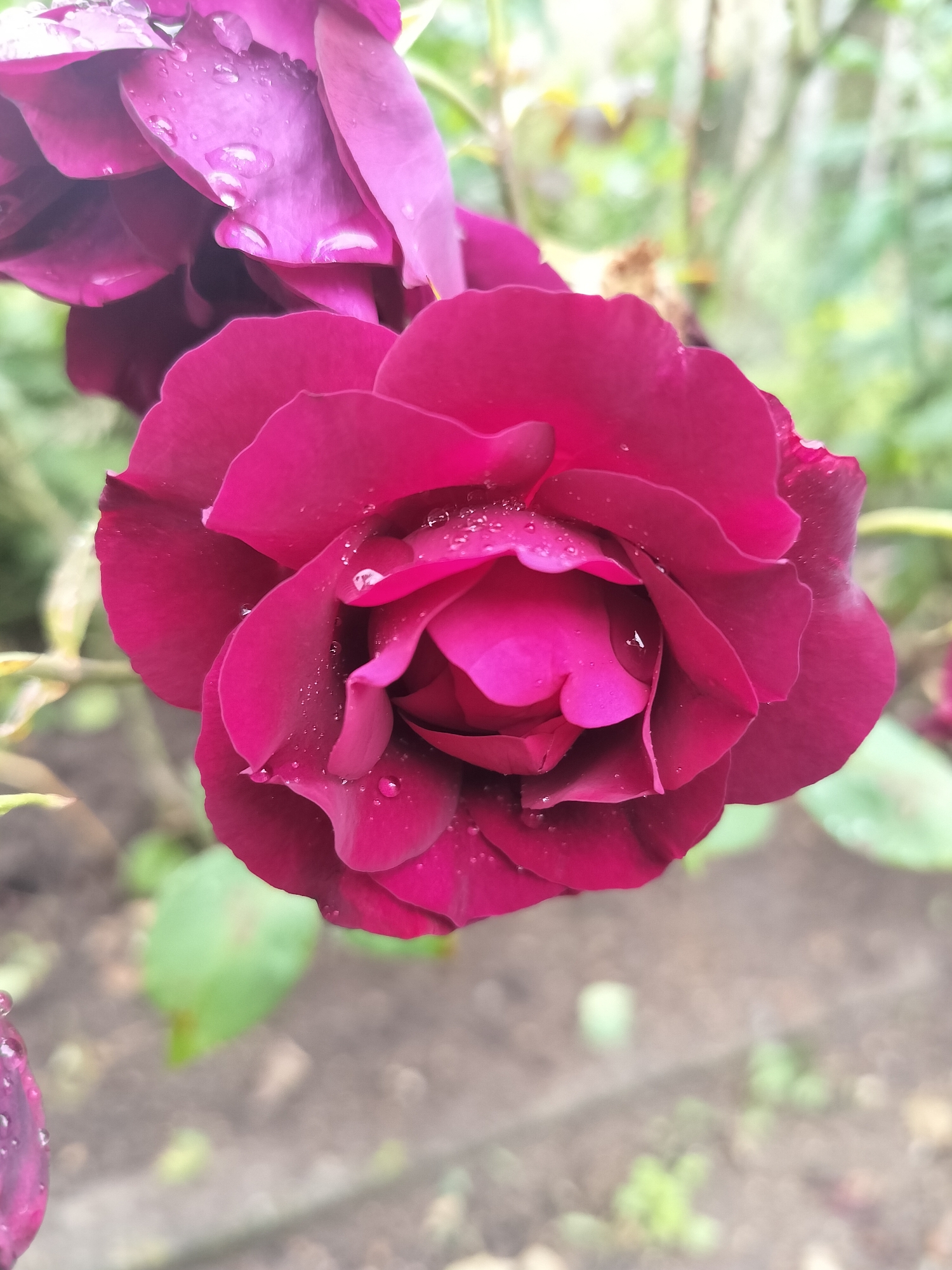 A close-up, overhead shot shows a deep magenta rose in full bloom. The rose is covered in numerous water droplets, which glisten on the petals. The petals are layered and unfurling, revealing a more intense pink shade at the center. The background is softly blurred, with hints of green foliage and brown soil, suggesting an outdoor garden setting. The lighting is natural and diffused. This scene is located in Aleksandrovo, Bulgaria.