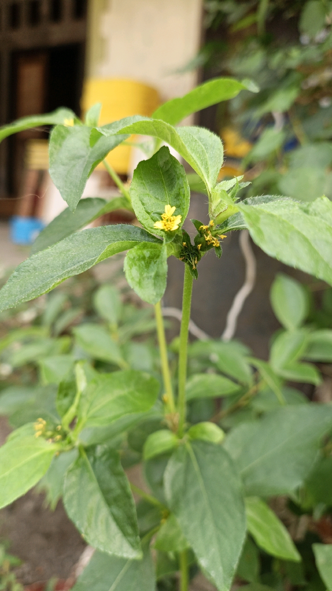A close-up, vertical, medium shot captures a green leafy plant with small yellow flowers. The plant has a thin, upright stem and several ovate leaves, some of which are slightly serrated and covered in fine hairs. The focus is on a cluster of tiny yellow flowers near the top of the stem, one of which is fully open and displays delicate petals. Behind the plant, the background is blurred, showing hints of a building with yellow and brown elements, suggesting an outdoor setting in an urban environment, possibly in Cikal, Indonesia. The lighting appears to be natural daylight.