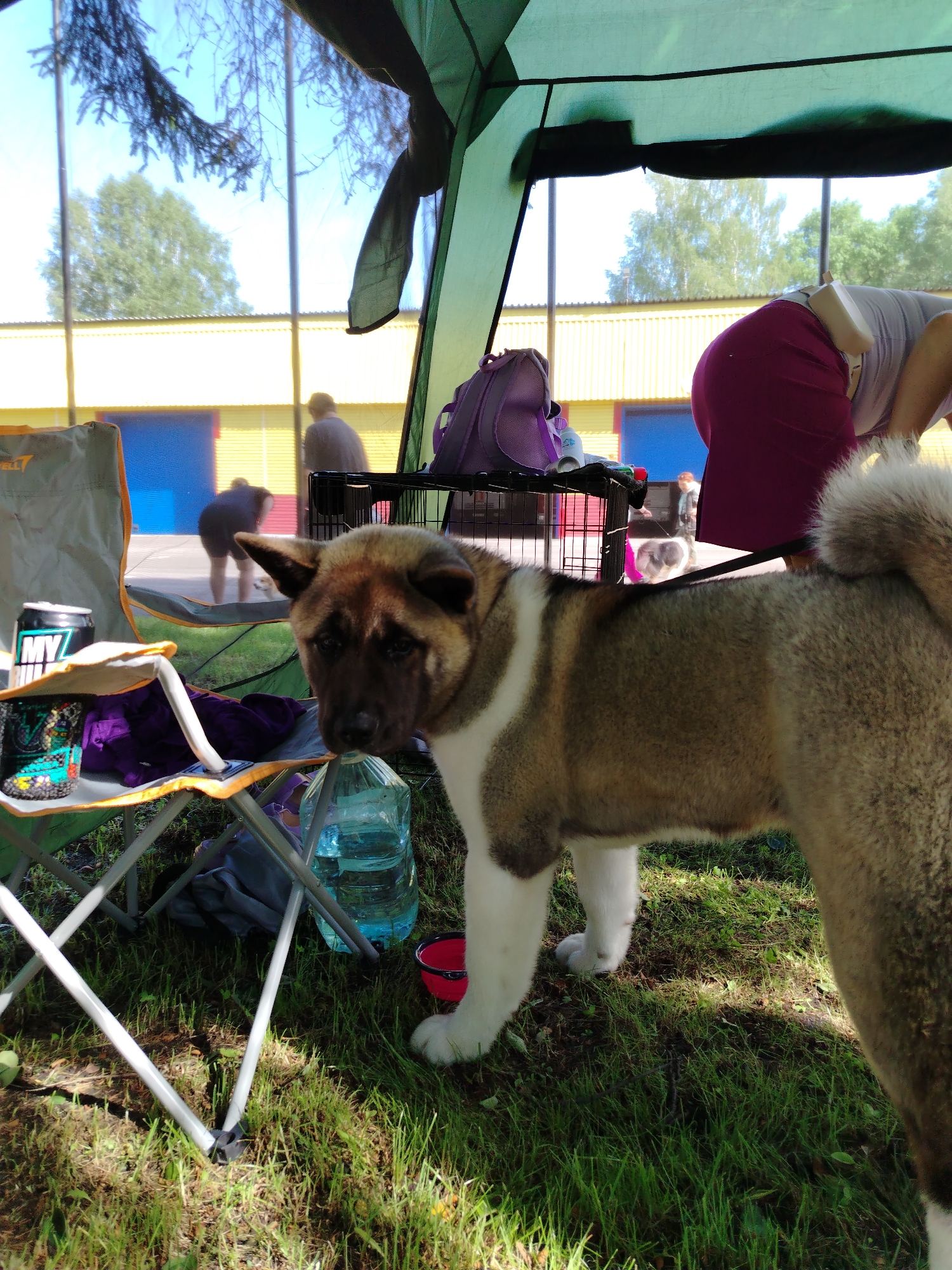 A medium shot captures an Akita dog standing on grass under a green tent. To the left, a foldable chair with a can, a koozie, and purple fabric on it is visible. Behind the chair, a large plastic water jug is positioned on the ground. Further back, a person wearing a purple skirt and a light-colored shirt bends over. In the background, two other individuals are seen, one with a dog. The setting appears to be an outdoor event or gathering, possibly a dog show or competition, with a building structure visible in the distance. The environment is grassy with sunlight filtering through tree branches. The scene is observed from a low angle, with the dog as the primary subject in the foreground. The location in Prokopyevsk, Russia is not discernible from the visual elements present in the image.