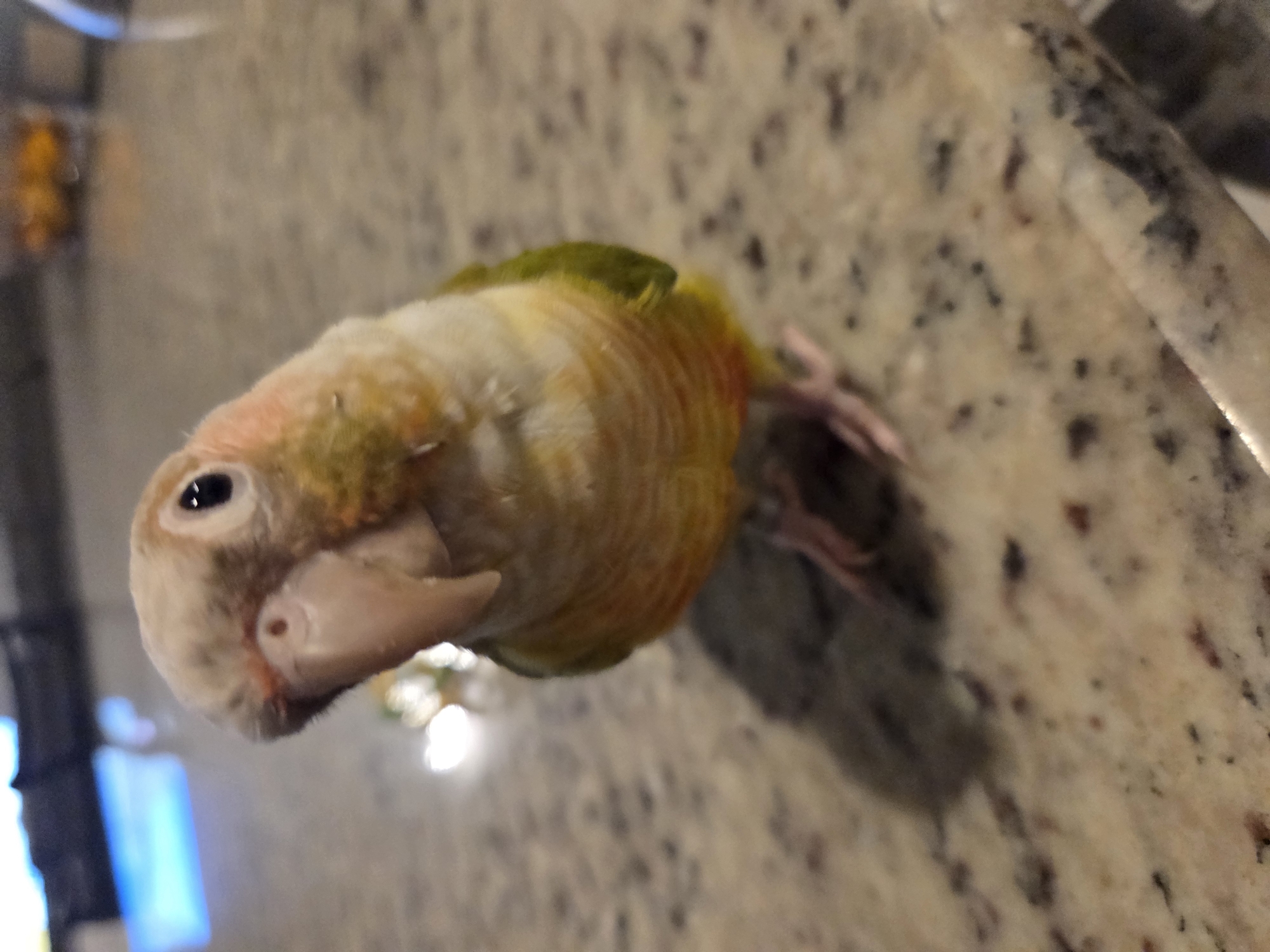 A conure parrot is perched on a speckled countertop. The parrot is facing the camera with its head tilted to the left, showcasing its light brown and yellow feathers, with hints of green on its wings. Its beak is a pale pink, and its eyes are dark and round. The countertop appears to be granite or a similar material with dark and light speckles. In the background, there is a blurred hint of a light blue object and some indistinct orange shapes, suggesting an indoor setting. The lighting is somewhat dim, with a bright highlight reflecting off the surface behind the parrot. The parrot's shadow is visible on the countertop to its left.