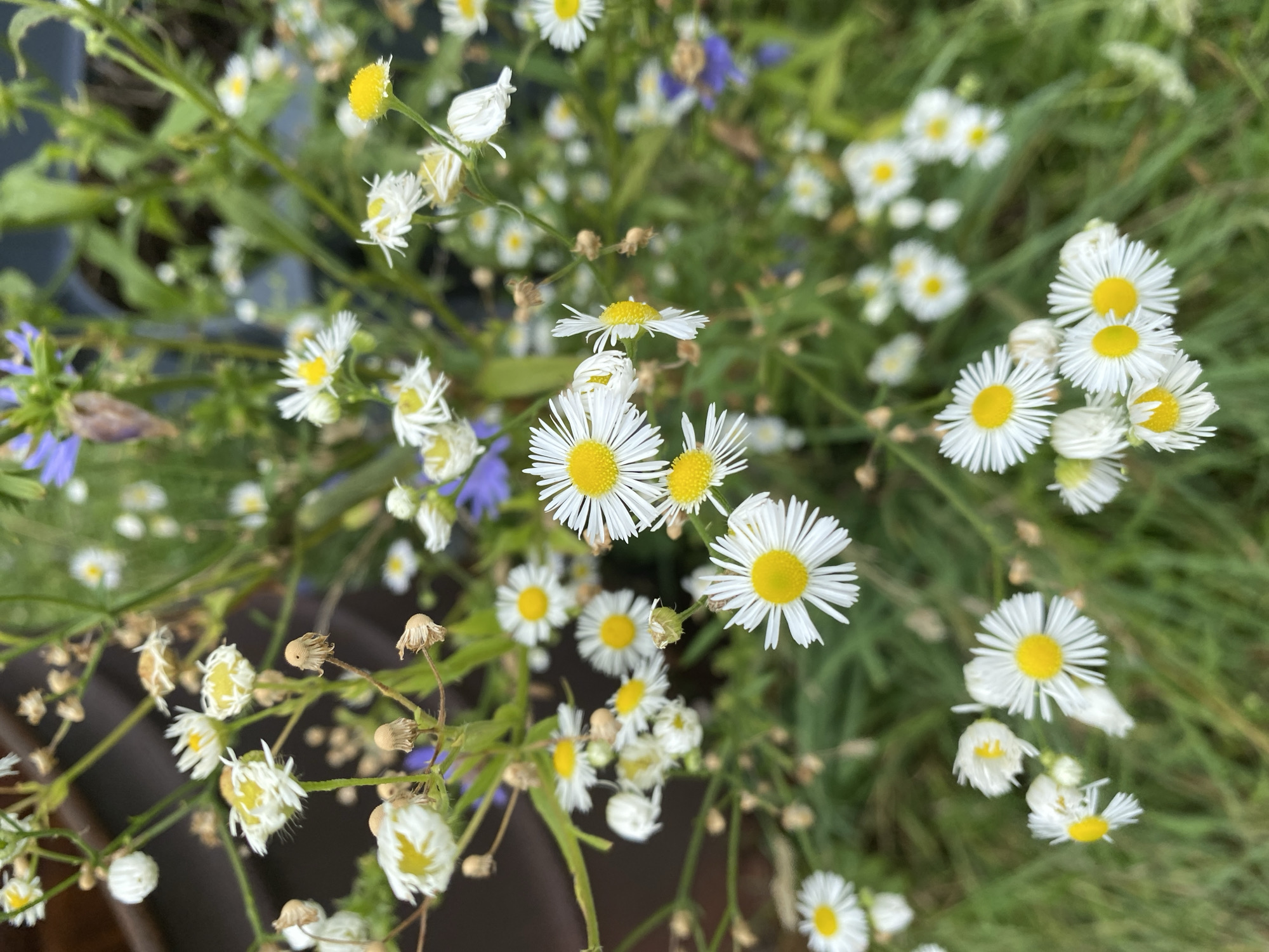 A close-up, high-angle, outdoor photograph captures a cluster of small, white daisy-like flowers with yellow centers, interspersed with green foliage and some dried seed heads. The flowers are in various stages of bloom, with some fully open and others still budding. The background is a soft blur of green and brown, suggesting a natural, possibly garden or wild setting. There are no people or discernible man-made structures visible in the image. The location is identified as Town of Princetown, United States of America, but no specific landmarks or context for this location are evident within the image itself.