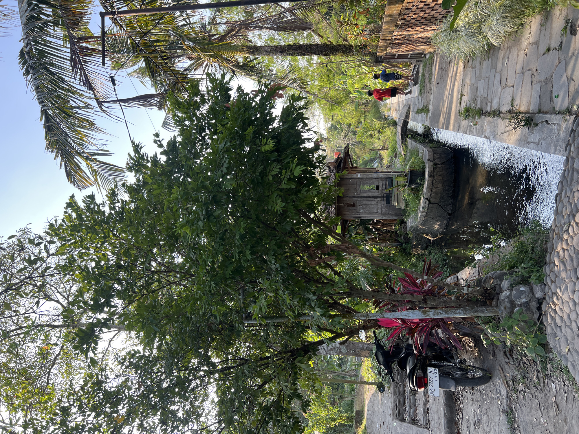 In Tlogoadi, Indonesia, an outdoor scene depicts a shaded pathway alongside a narrow canal. A large tree with dense green foliage dominates the left side of the frame, its branches extending upwards towards the sky. To the right of the tree, a small, rustic wooden structure with a sloped roof sits by the canal, its weathered planks visible.
A paved walkway, constructed of irregular stone slabs, runs parallel to the canal. Two young boys are walking away from the viewer down this path, one in a red shirt and black shorts, the other in a blue shirt and dark shorts. They are walking towards a distant point obscured by greenery. The canal itself contains dark, rippling water and is bordered by stone and concrete embankments. A small, arched bridge crosses the canal further down the path.
To the left of the paved walkway, in the foreground, a black motorcycle is parked on a dirt and stone area. Red, leafy plants are situated near the motorcycle and the canal's edge. Palm trees and other lush vegetation are visible in the background, suggesting a tropical environment. A brick wall with a textured pattern runs along the right side of the paved path, separating it from more dense foliage and plants. The sky above is clear and blue, indicating a bright, sunny day.
