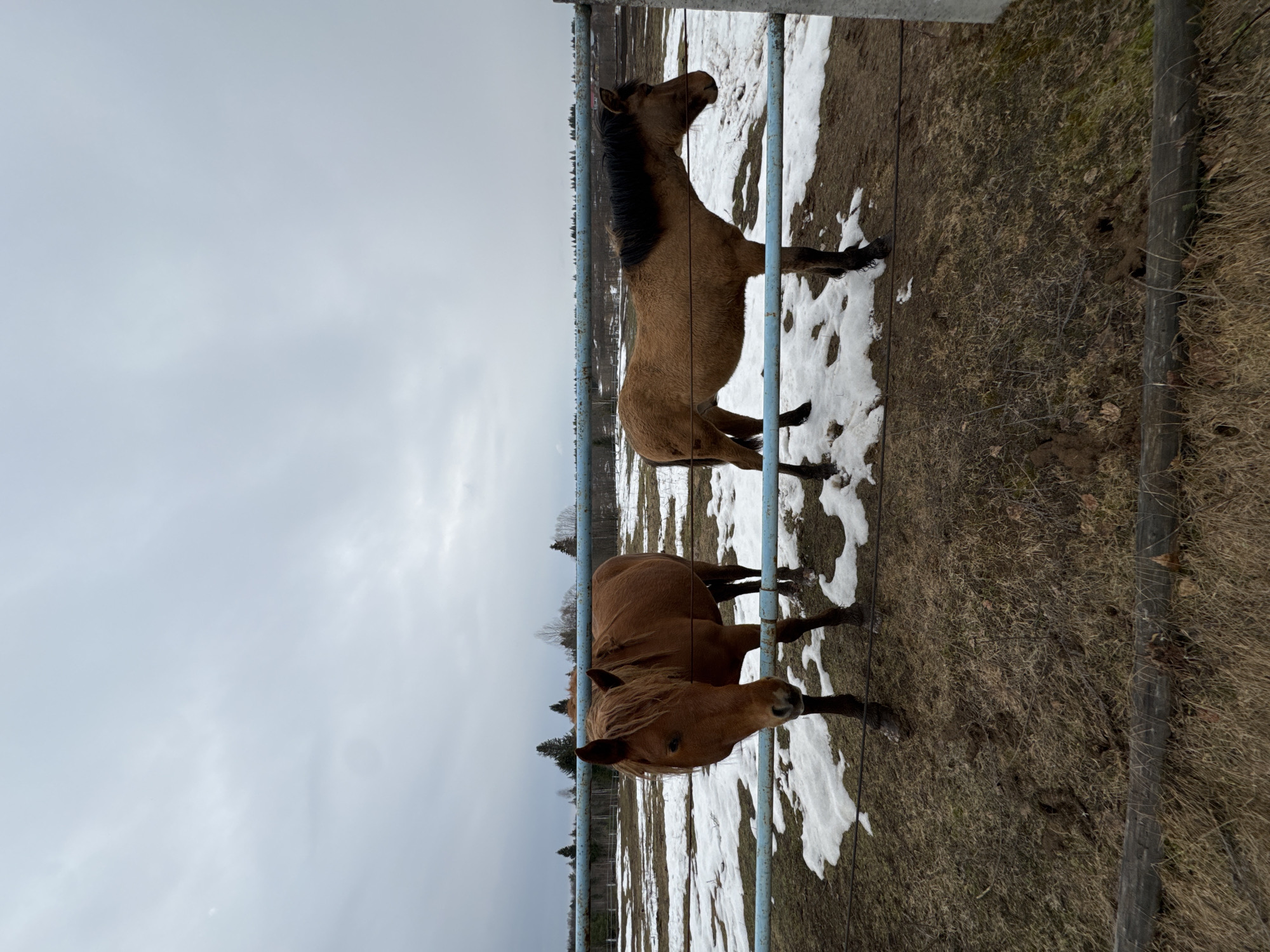Two brown horses stand behind a blue metal fence in a field partially covered with melting snow. The ground is a mix of brown grass and patches of mud. In the background, a line of trees is visible under a cloudy sky. The image appears to be taken at the city of Opary, Russia.