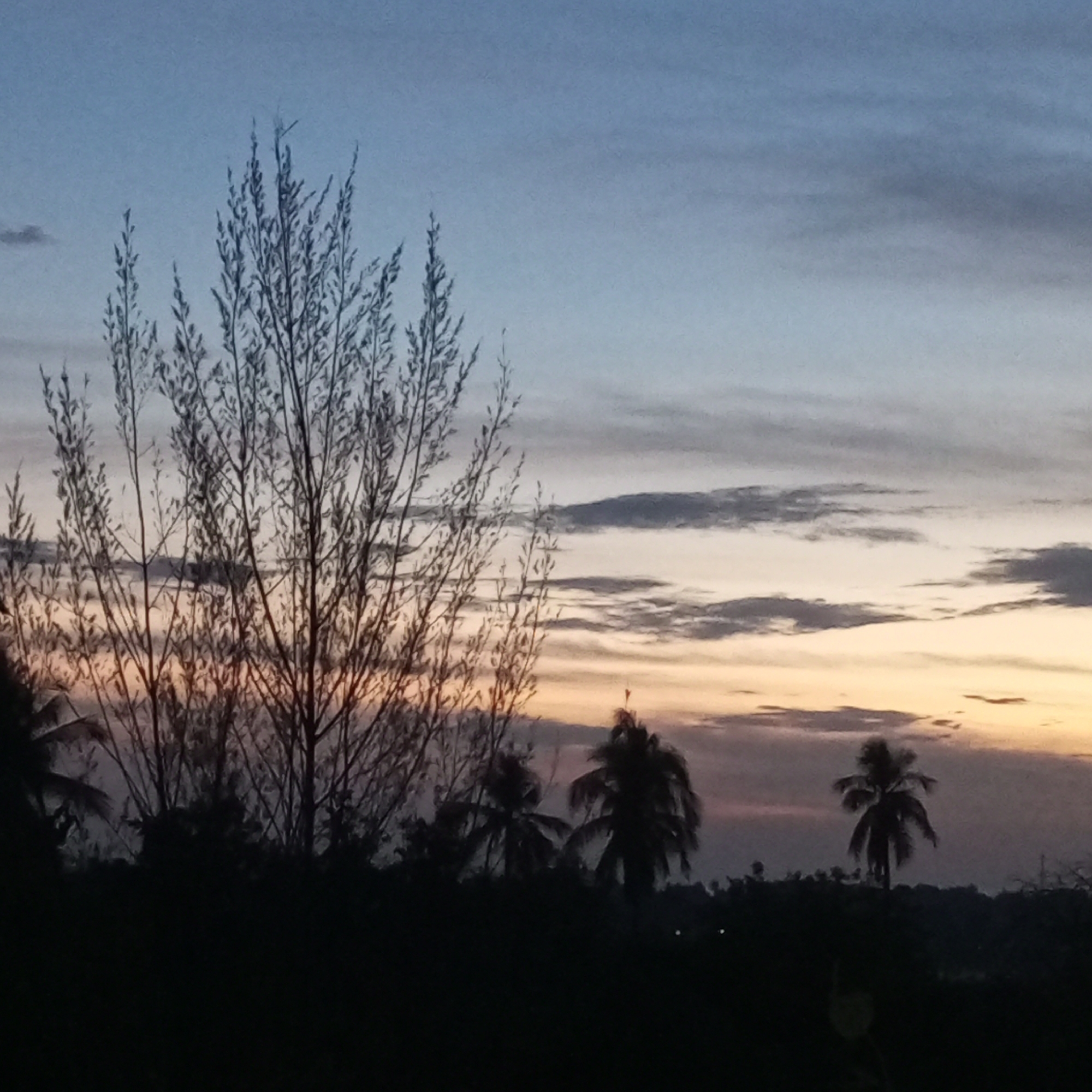 The image presents a silhouetted landscape at dusk or dawn, likely in a tropical or subtropical location. The sky is gradated from a pale blue at the top to a warm orange-yellow on the horizon, with streaks of cloud cover. The foreground features dark, silhouetted vegetation, including what appear to be several palm trees and a tall, slender tree with many small branches and leaves. These trees create a distinct silhouette against the colorful sky. The ground is obscured, indicating a low vantage point or dense undergrowth. It is not possible to confirm the location without additional information.