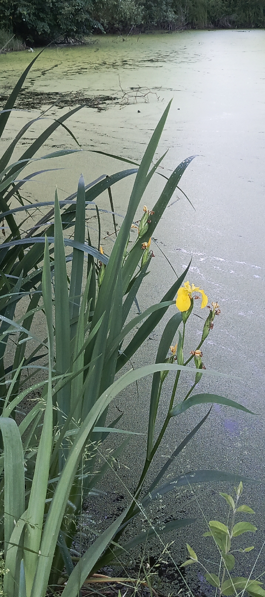 A close-up shot focuses on a vibrant yellow iris flower blooming amongst tall, green, sword-like leaves in the foreground. The iris, with its delicate petals, is the primary subject of the image, positioned slightly to the right. Behind the iris and leaves, a tranquil body of water fills the background. The surface of the water is covered in a dense layer of green algae, creating a textured, almost carpet-like appearance. The far bank of the water is lined with lush, dark green foliage, suggesting a natural, overgrown environment. The overall scene evokes a sense of peacefulness and natural beauty. The location is identified as Мерчалово Снт, Russia. There are no people or animals visible in the image.