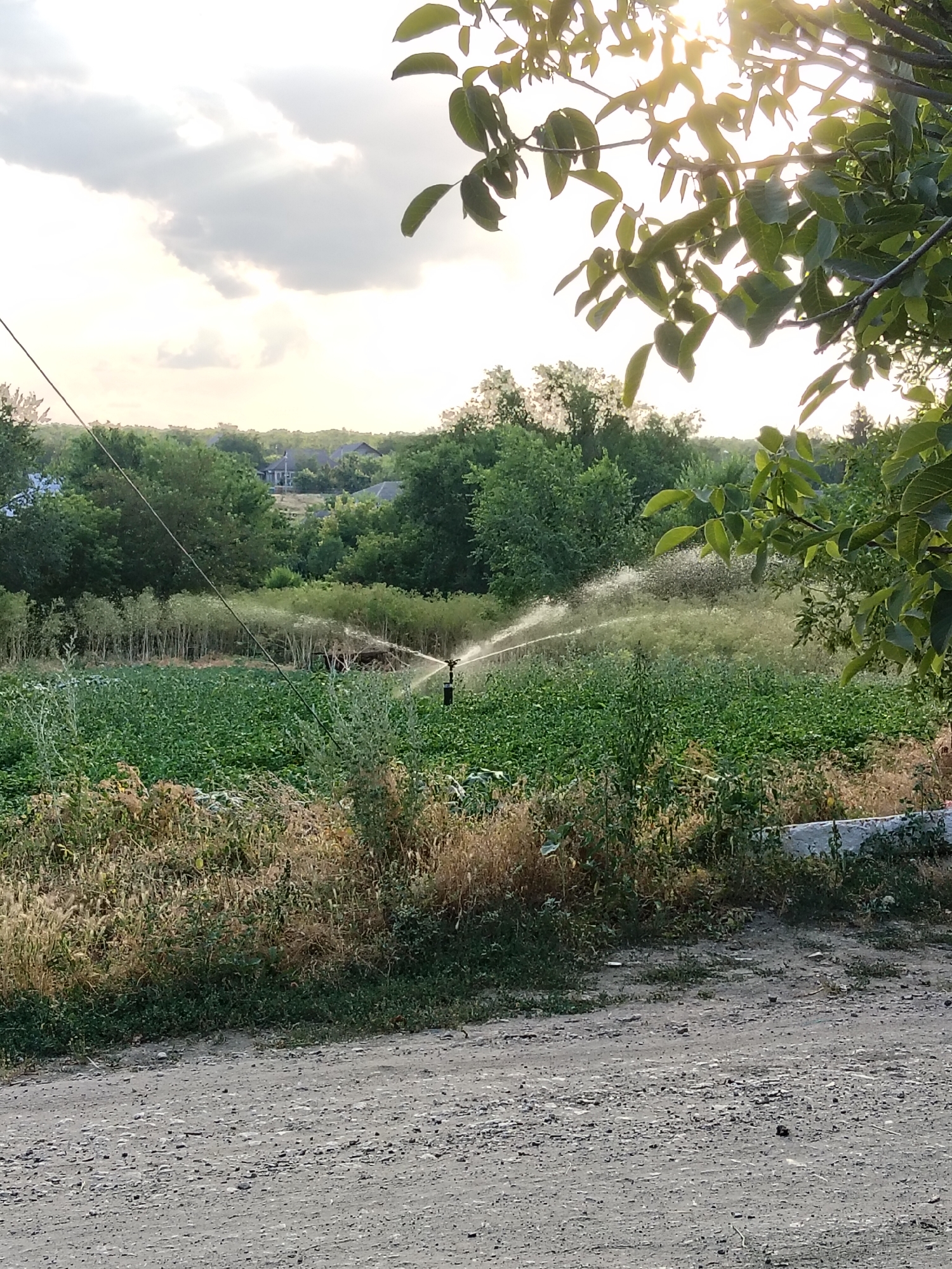 A sprinkler is watering a field of crops in Ucrainca, Moldova. The sun is setting, casting a warm glow over the scene. The sky is partly cloudy, with the sun peeking through the clouds. Trees and houses can be seen in the background, suggesting a rural setting. The crops appear to be young plants, possibly vegetables or fruit. The sprinkler is spraying water in a circular motion, irrigating the plants. A dirt road is visible in the foreground, leading to the field. The overall mood is peaceful and serene, with a sense of growth and abundance.