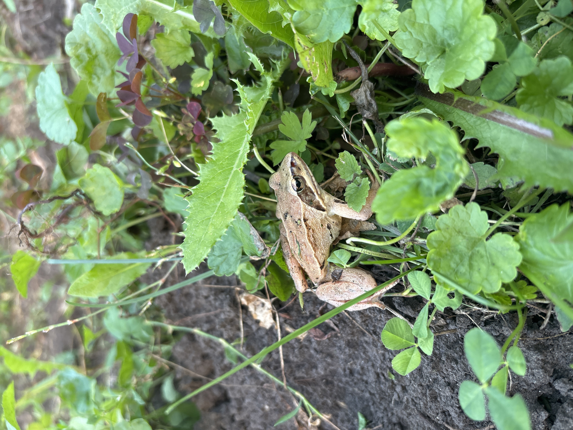 A light brown frog with dark markings sits amongst green foliage and dark soil. The frog is positioned on the left side of the frame, facing towards the right. Its skin appears textured, and its eyes are dark with a distinct pupil. The surrounding environment consists of various green plants, including clover-like leaves and broader, serrated leaves. Patches of dark, moist soil are visible in the foreground and background. The lighting suggests an outdoor setting, likely in a garden or natural area. The image does not contain any people or indications of human activity. This scene is likely located in Bobrovka, Russia, given the provided context.