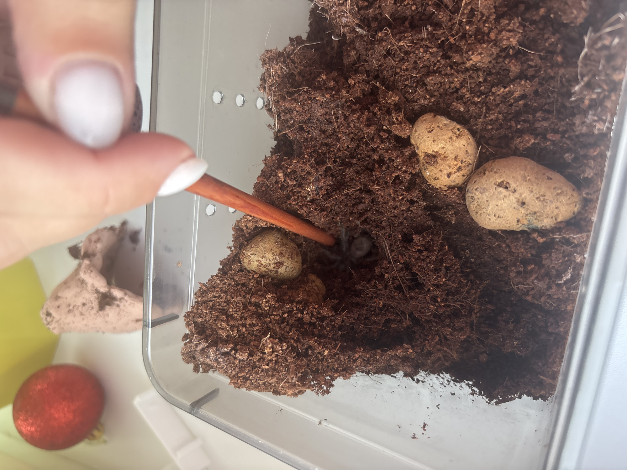 A close-up shot depicts a tarantula in its enclosure. The tarantula is surrounded by dark, earthy substrate and several small, egg-shaped stones. A hand holding a brown wooden stick is visible in the upper left corner, appearing to interact with the enclosure's contents. The enclosure itself is clear plastic, with ventilation holes along the side. In the background, to the lower left, is a red Christmas ornament and a piece of what looks like a cardboard box. There is no information to determine if this image was taken in Chaikovsky, Russia.