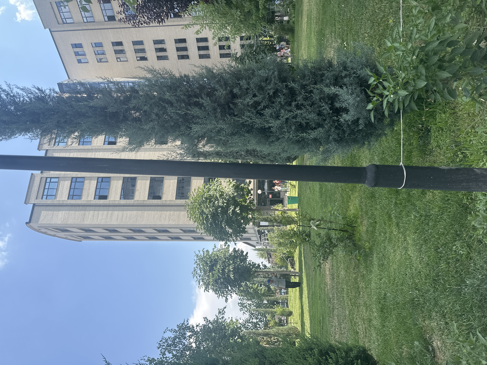 A low-angle, full shot shows a park-like area in front of a modern, light-colored brick building with multiple stories and dark windows. The building has a curved facade on the left side. A tall, slender evergreen tree with blue-green foliage stands prominently in the foreground, to the right of a thick, black lamppost. To the left of the lamppost is a small, leafy green bush. The ground is covered in well-maintained green grass. In the background, several other trees are visible, some with full green canopies and others more slender and columnar. A person wearing a blue cap and dark clothing stands near a tree in the middle ground. In the far background, to the right, a few individuals are visible near the entrance of the building, along with a bright green trash can. The sky is blue with scattered white clouds.