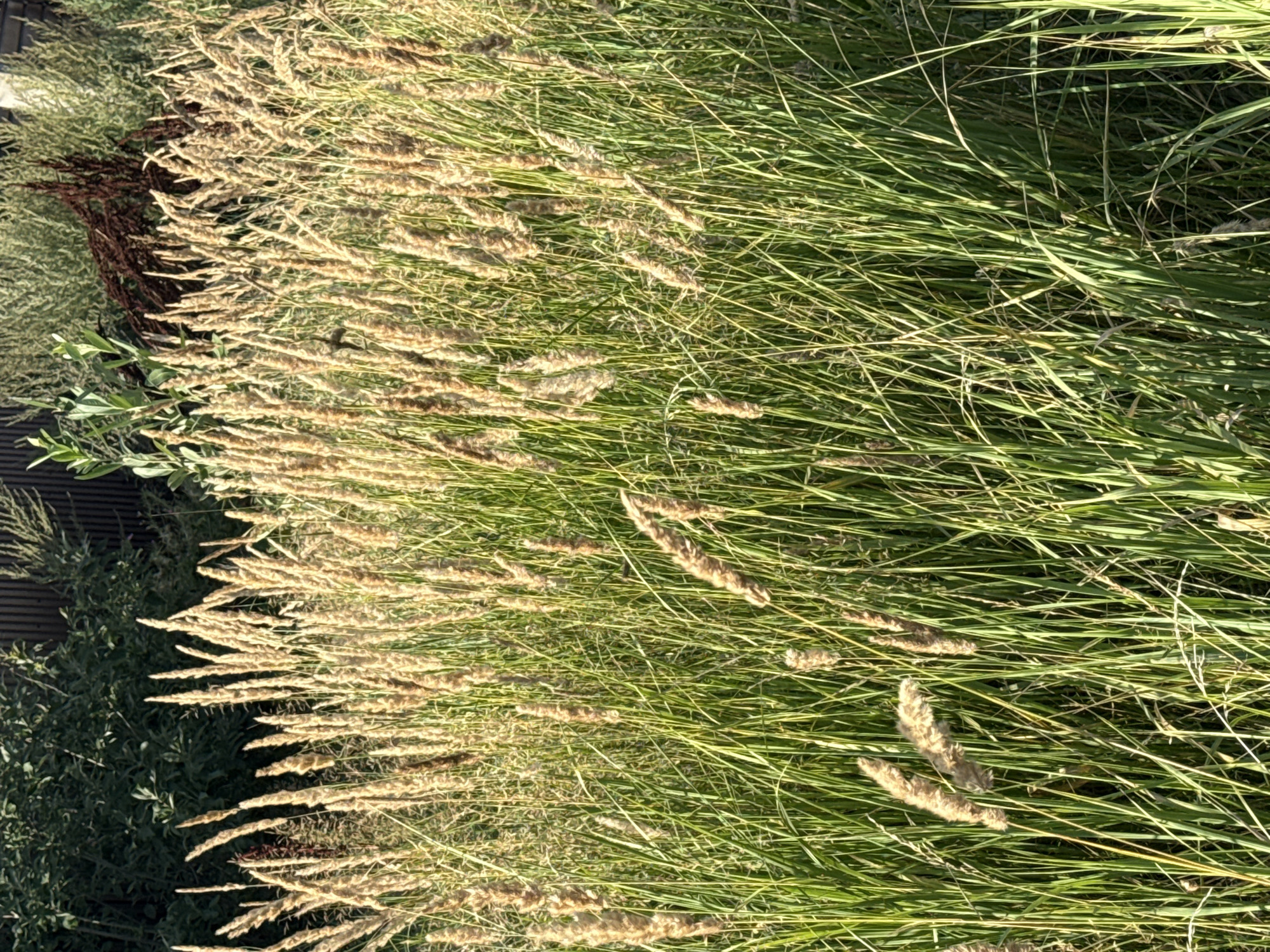 In the city of Nagayevo, Russia, a close-up, eye-level shot captures a dense field of tall, dry grass and reeds bathed in sunlight. The stalks, ranging from pale gold to light brown, stand upright amidst vibrant green foliage. The background is a blur of dark green bushes and what appears to be a wooden fence or structure. The overall scene suggests an outdoor natural setting, possibly a meadow or a park area.