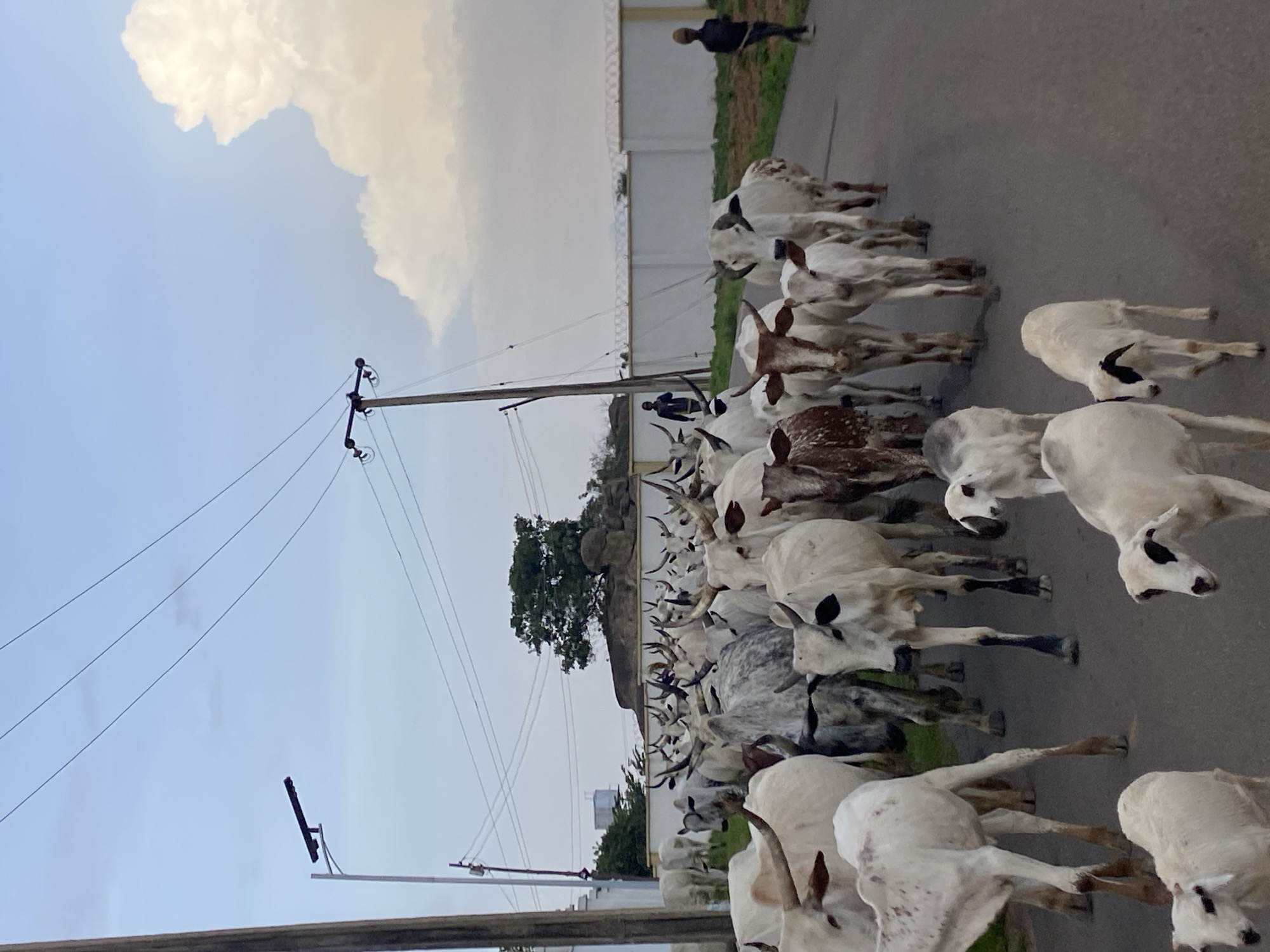 A herd of white and grey zebu cattle with prominent horns is walking down a paved road in Barikin Jirga Summa, Nigeria. The cattle are varied in size, with some appearing to be calves. Two young boys are visible, one standing by the side of the road, and another walking behind the herd. A street light is mounted on a pole to the left of the frame, and power lines crisscross the sky. In the background, there is a low wall, some trees, and a large rock formation. The sky is overcast with a large cloud formation on the right.