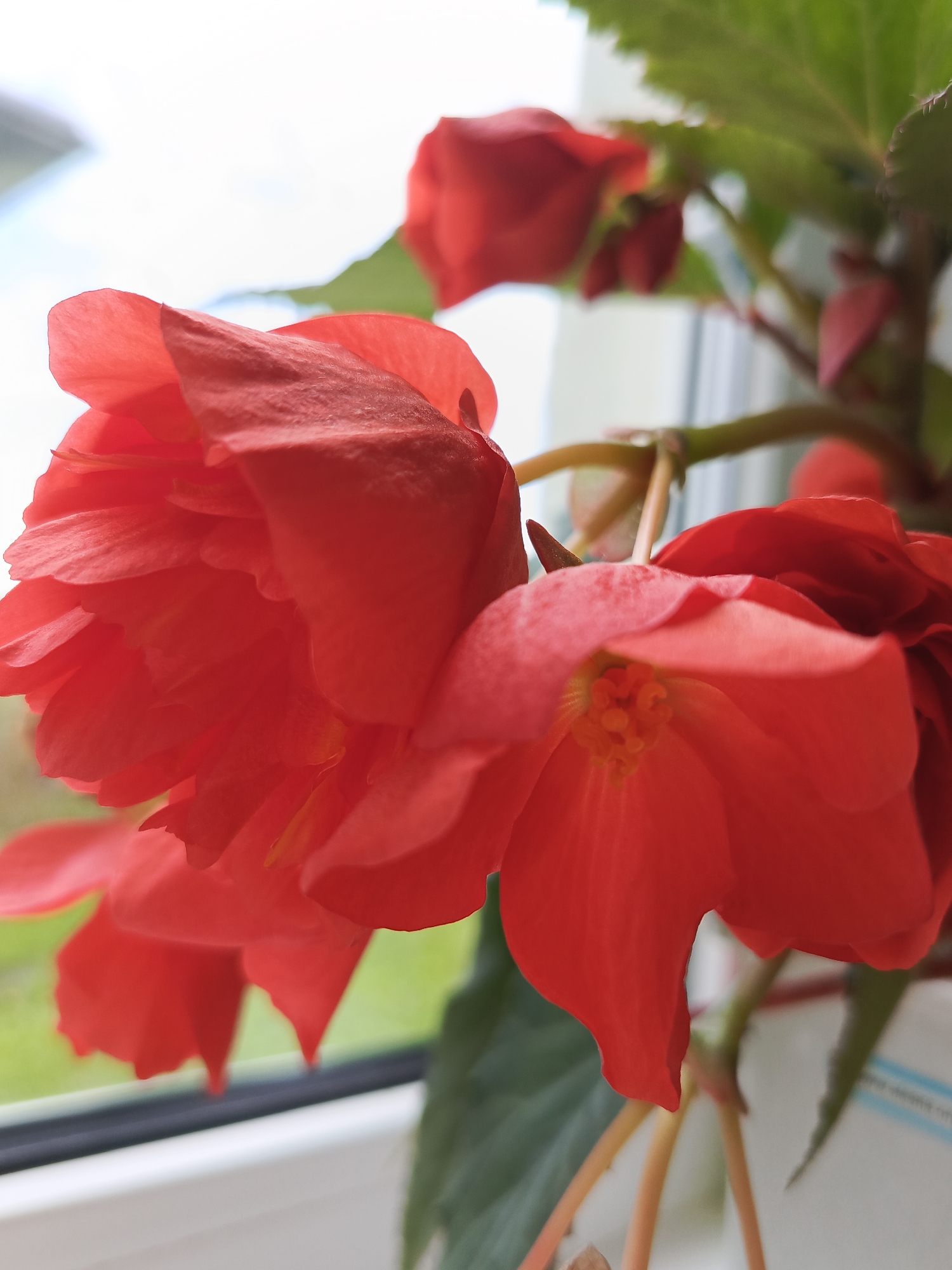 A close-up, slightly overhead shot shows bright red begonia flowers in bloom, likely indoors, by a window. The flowers are vibrant and detailed, with delicate petals and visible stamens. Behind the flowers, a blurred background reveals a window frame, with the bright sky and a hint of green foliage visible outside, suggesting an outdoor view. The overall setting appears to be a residential area in Kauchuk Stantsiya, Russia, where the plant is being cultivated. The focus is on the intricate beauty of the flowers, with the surrounding environment serving as a soft backdrop.