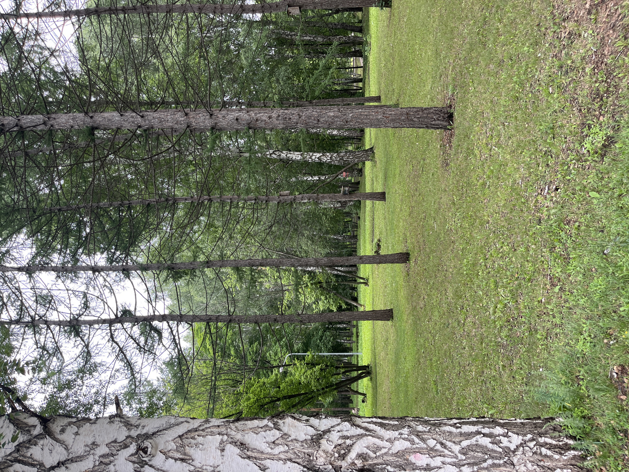 The image depicts a park with a clearing surrounded by trees. The foreground features a large birch tree on the left side of the frame. Behind it, numerous tall pine trees are visible, interspersed with other deciduous trees and birches. The ground is covered in green grass with scattered pine needles and small plants. A white lamppost is positioned in the middle ground, and a birdhouse is attached to one of the trees on the right. In the distance, more trees form a dense forest. The sky is overcast. This scene is consistent with a park environment in the city of Oktyabrsky, Russia, likely a recreational area within the city.