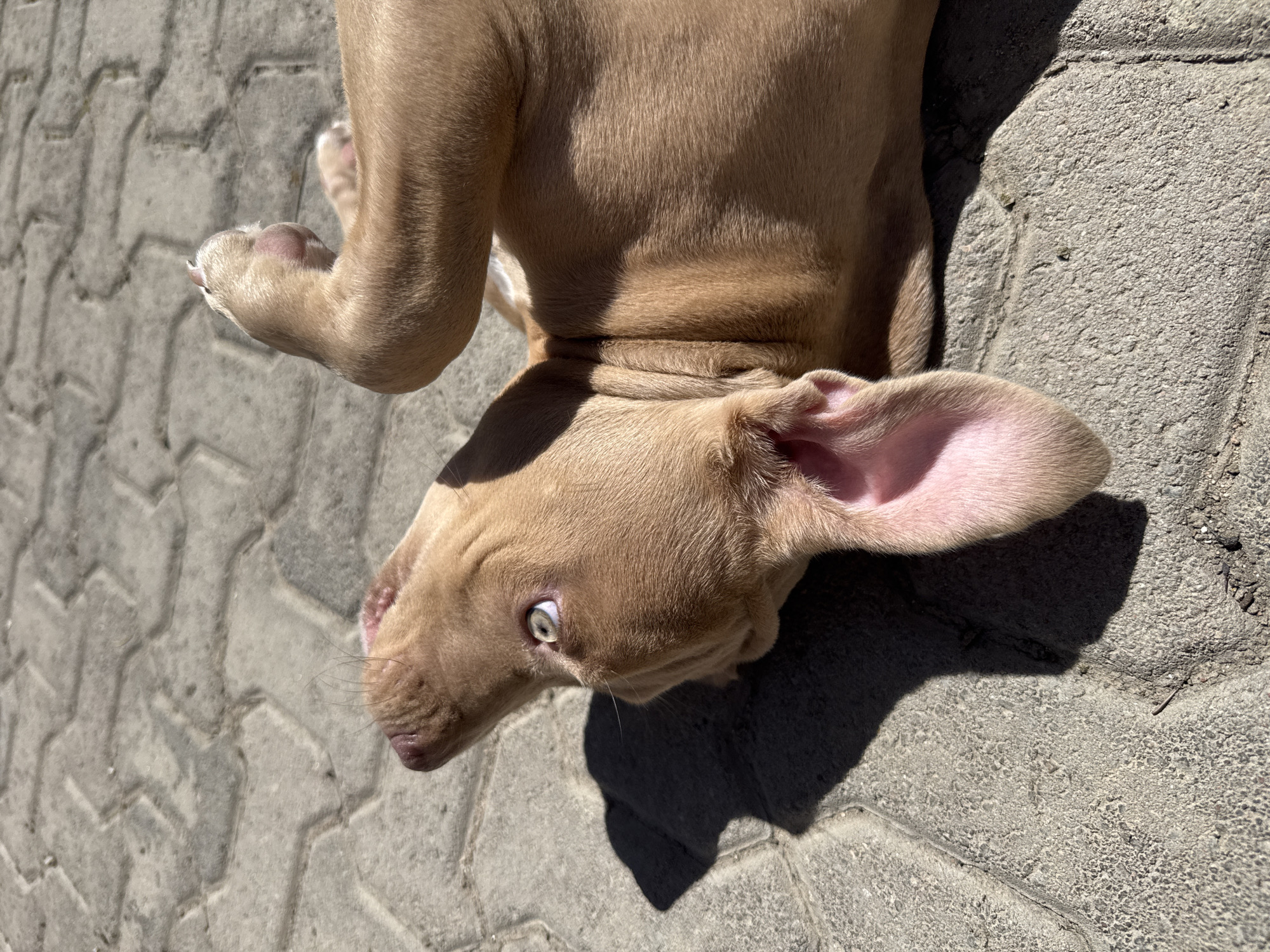 A light brown puppy with pink ears lies on its back on a grey, patterned brick surface, likely a sidewalk or patio. The puppy is in direct sunlight, casting a defined shadow. It is looking upwards and slightly to the left, its gaze wide-eyed. The location is presumed to be Çolpon-Ata, Kyrgyzstan.