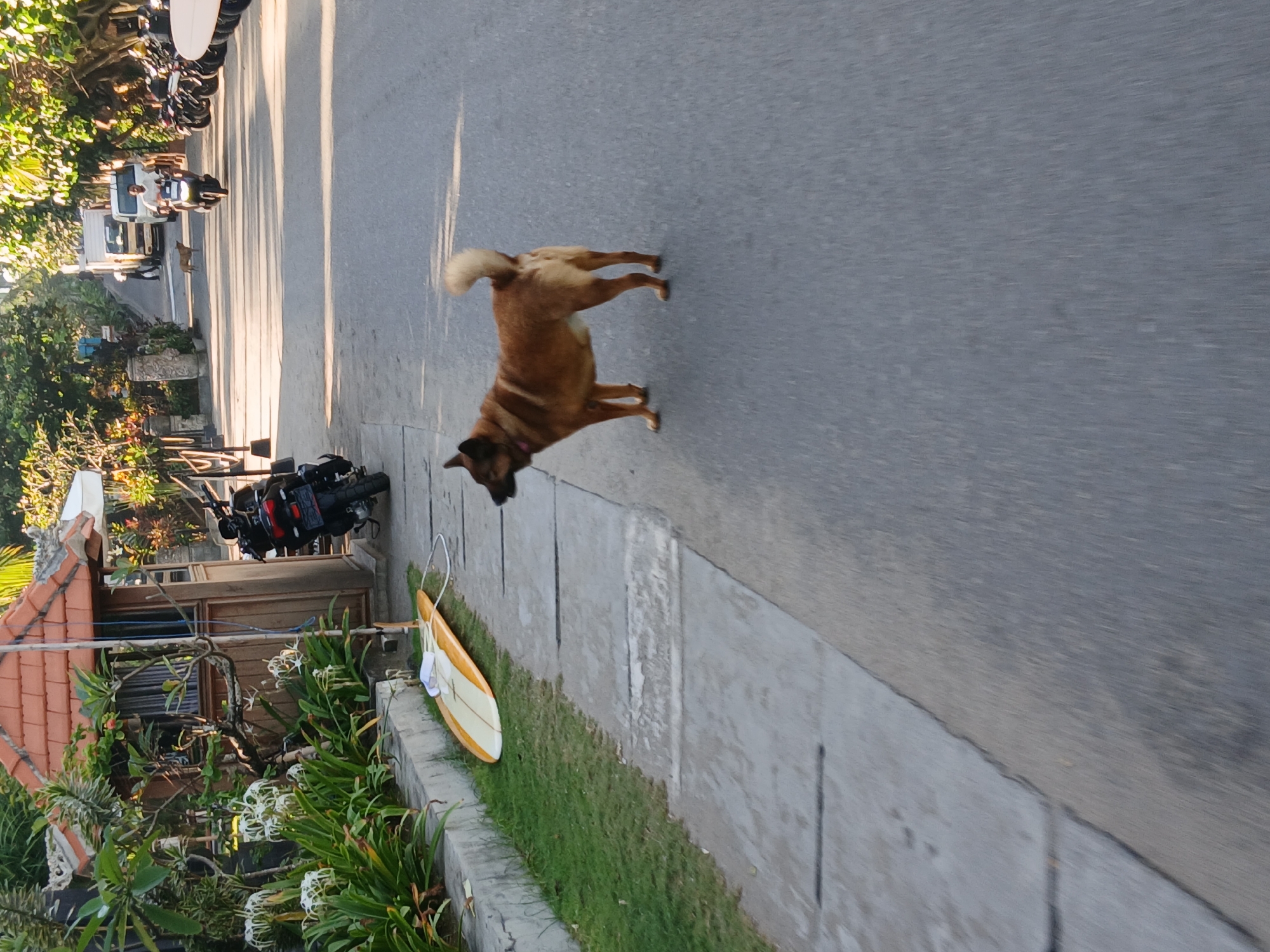 In North Kuta, Indonesia, a brown dog stands on the asphalt of a street lined with buildings and trees. A surfboard rests on the grass next to a footpath. A motorbike is parked beside a building. In the distance, a white truck and several other motorbikes are visible on the road. The scene appears to be a typical street in a tropical location.