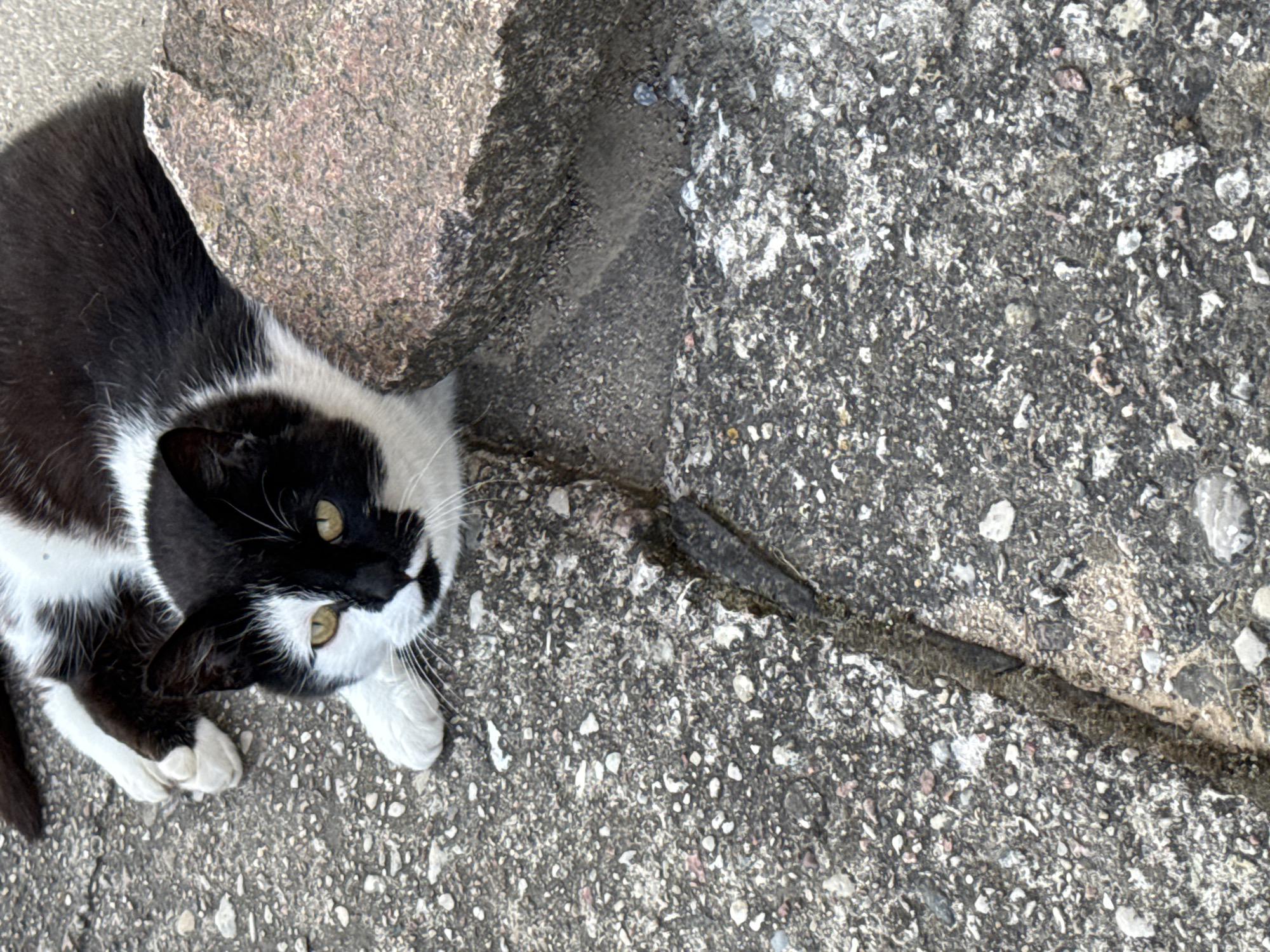 A black and white cat with yellow eyes lies on a cracked concrete surface next to a large, pinkish-gray rock. The cat is positioned on the right side of the frame, with its body extending to the left. Its front paws are visible, and its head is turned towards the camera. The concrete is rough and textured, with small pebbles and debris embedded in it. A dark, narrow crack runs diagonally across the concrete from the lower left to the upper right. The rock is rough and irregular in shape, with visible mineral grains. The scene appears to be outdoors, with natural lighting. The location is Vikraičiai, Lithuania.