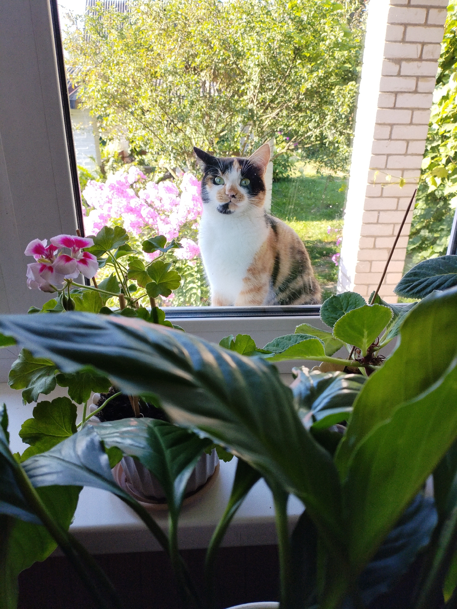 A calico cat is sitting on a windowsill, looking out at a garden with blooming pink flowers and trees. The cat is mostly white with patches of orange, black, and brown fur. It has green eyes and is looking directly at the camera. In the foreground, there are several potted plants with large green leaves. The windowsill is white, and the background shows a brick column and a window frame. The scene appears to be a domestic setting, likely a home in Bialynichy, Belarus, during daylight hours.