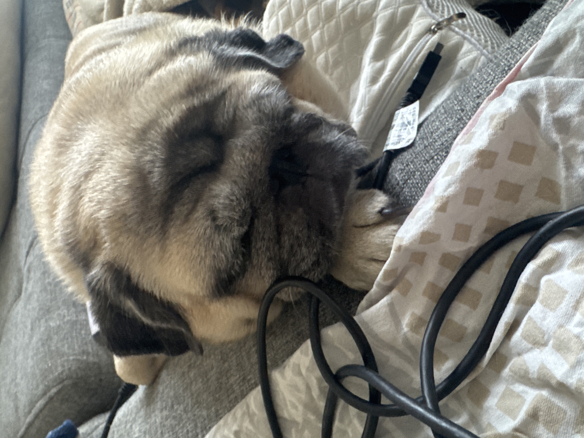 The image shows a pug dog sleeping on a sofa. The pug is fawn-colored with black markings around its face and ears. It is lying on its side, with its head resting on a patterned blanket. A black cable is draped across the blanket in the foreground. The background is a grey sofa. The image is taken from a slightly elevated angle, looking down at the dog. The lighting is soft and natural. The scene appears to be indoors. There is no visible indication of the location in Bishkek City, Kyrgyzstan.