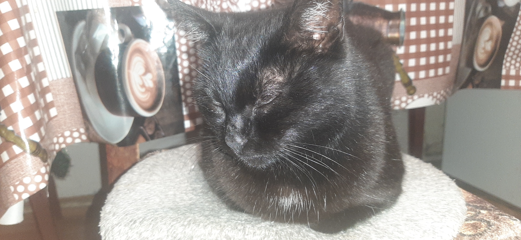 A black cat with closed eyes rests on a textured, light-colored cushion. The cat is positioned centrally in the frame, facing slightly to the left. Behind the cat, a patterned tablecloth with a brown and white checkered design and white polka dots is visible. On the tablecloth, there's an image of a cup of coffee with latte art. The background is blurred, suggesting a shallow depth of field. The scene appears to be indoors, possibly in a residential setting. No specific location in Yessentukskaya, Russia, can be determined from the image.
