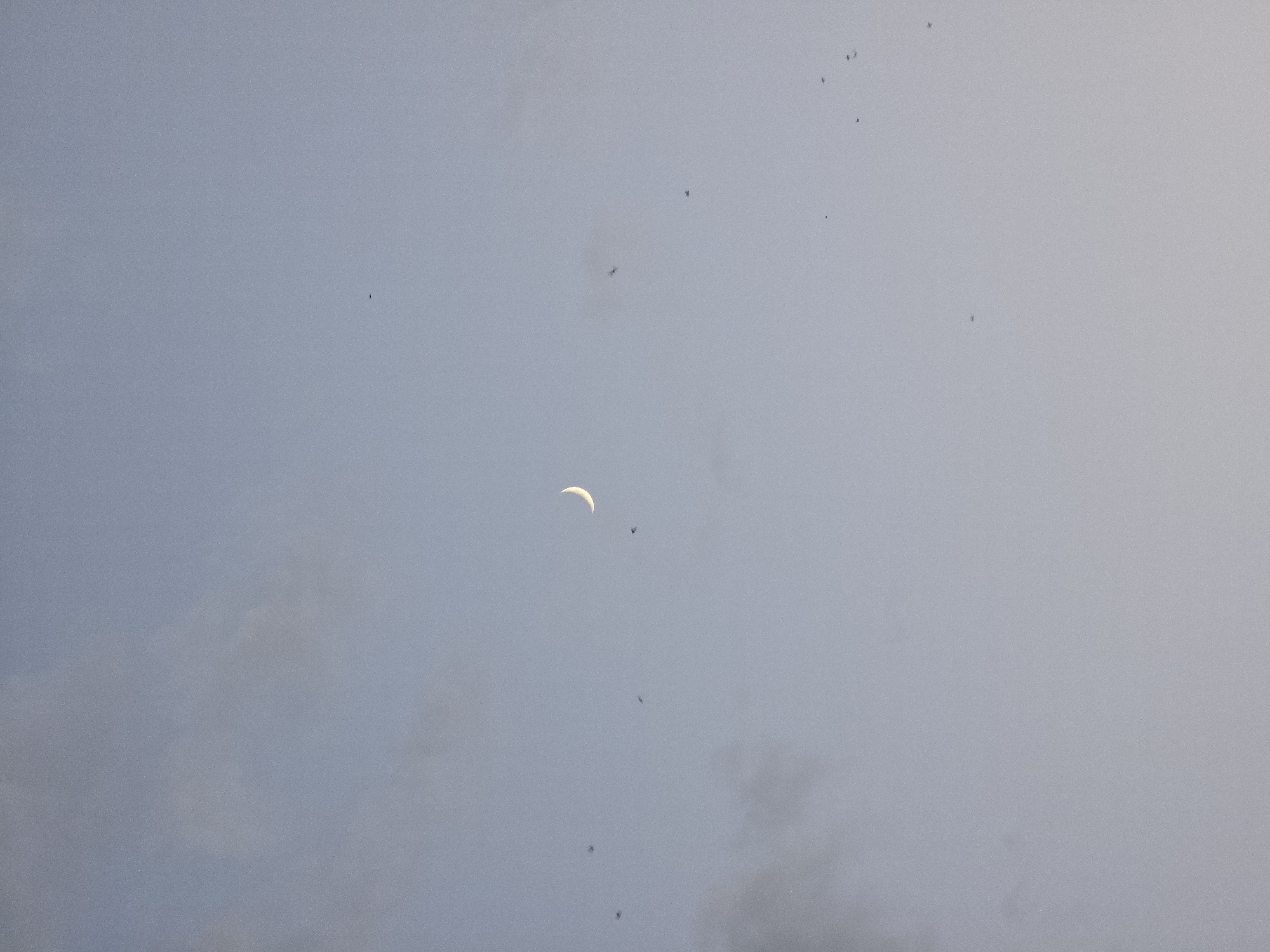 A thin crescent moon is visible in a pale blue, cloudy sky. Several small dark specks, likely birds or insects, are scattered across the sky. The scene appears to be outdoors, possibly at dusk or dawn, with no specific landmarks of Pazardzhik, Bulgaria identifiable.