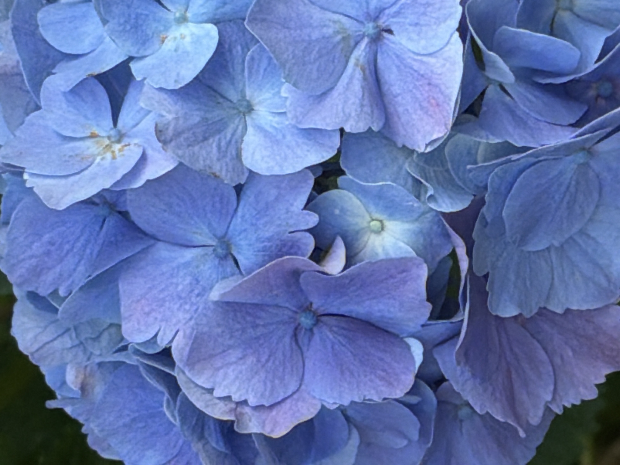 A close-up, overhead shot of a cluster of blue hydrangeas. The flowers are in various stages of bloom and overlap each other, creating a textured and layered effect. The petals are a vibrant blue with hints of purple and light blue. The background is dark and blurred, suggesting the flowers are in a garden or natural setting. There are no people or man-made objects visible in the image. The image does not contain any information that would place it in Budva, Montenegro.