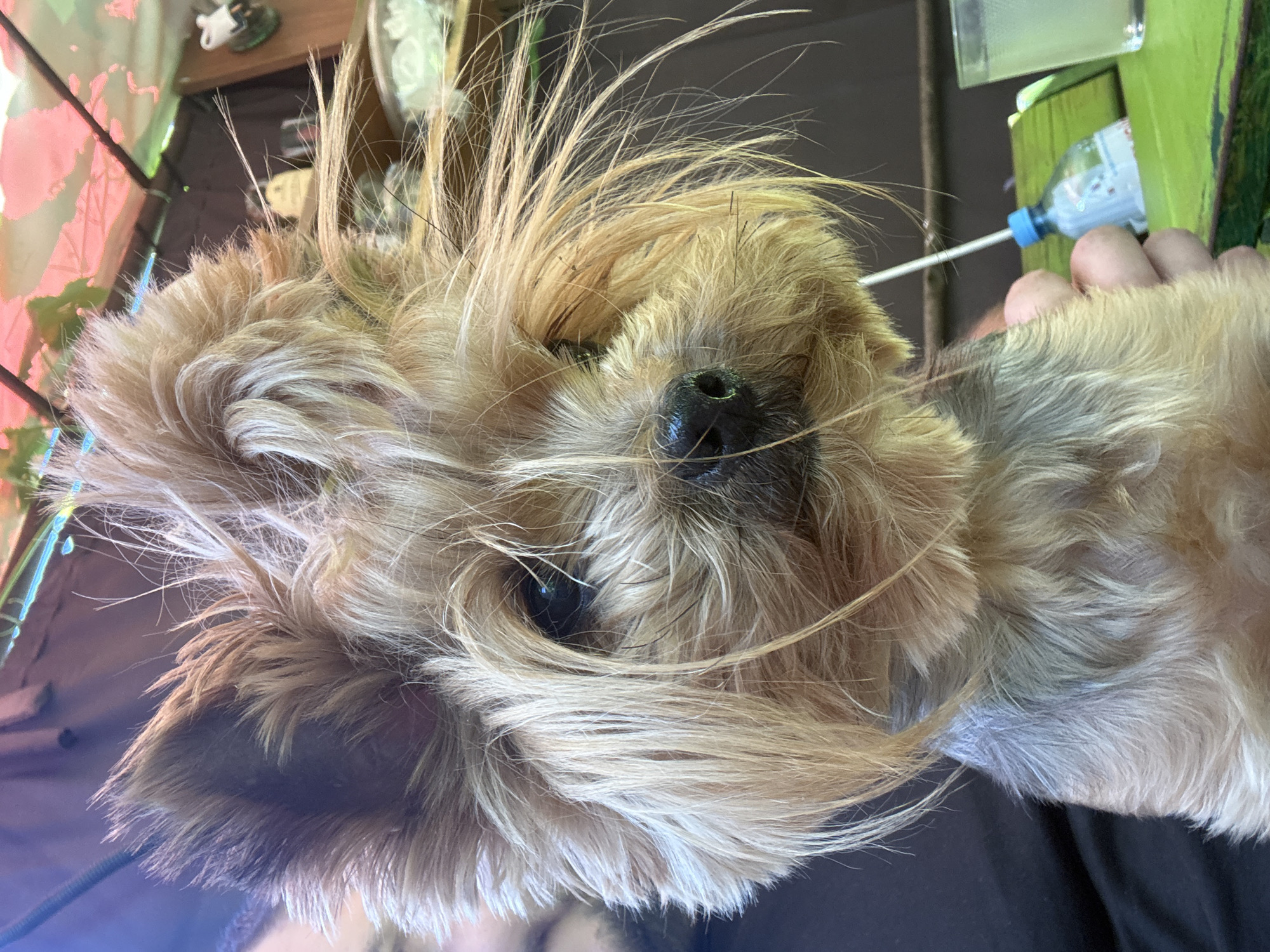 The image shows a close-up of a small, fluffy dog, possibly a Yorkshire Terrier, with blonde and brown fur. The dog is looking slightly to its right, with its ears perked up and its fur appearing somewhat disheveled. It is positioned outdoors, with a blurred background that suggests a casual setting, possibly a patio or garden. Elements visible in the background include a pinkish-red umbrella or awning, dark fabric, and a green surface that could be a table. A person's hand is visible in the lower right corner, holding a small plastic bottle with a blue cap and a straw. To the right of the bottle, a glass containing a light-colored liquid is also present. There is no indication of the specific location within the city of Valky, Ukraine, as the image lacks any identifying landmarks or signs.