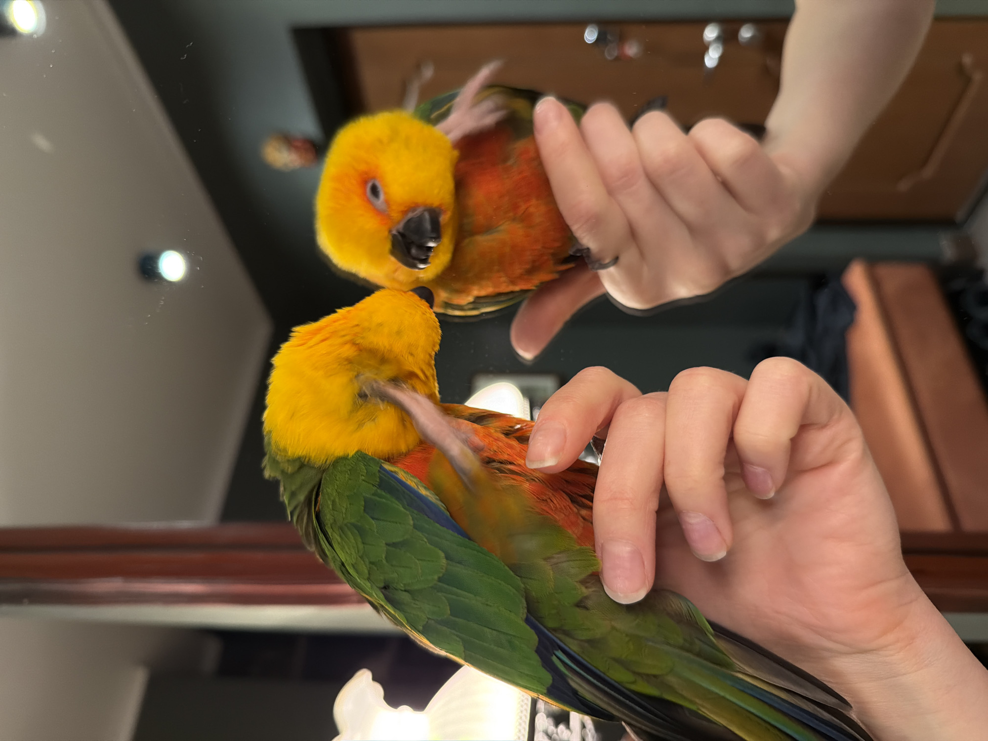 The image shows a hand holding a small parrot in front of a mirror. The parrot has yellow feathers on its head and upper body, transitioning to orange and then green on its lower body and wings. The hand holding the parrot is fair-skinned with short fingernails. The mirror reflects the parrot and the hand, along with a blurred background that includes a wooden cabinet and a light fixture. There is no evidence indicating that the image was taken in the city of Khimki, Russia.