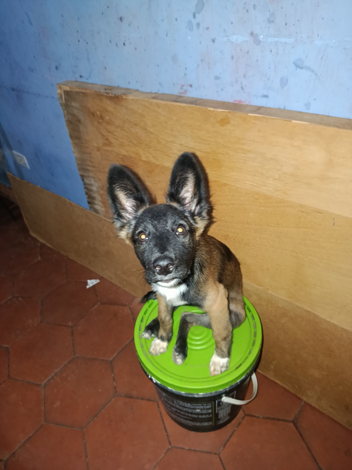 A young dog with large ears sits on top of a green bucket. The dog is mostly black with tan markings on its face and legs, and its eyes are yellow. The dog is looking directly at the camera. The bucket is black with a white handle and sits on a red tiled floor. Behind the dog and bucket, there is a wall that appears to be painted blue with some splatters and smudges. To the right of the wall, there is a large, wooden panel leaning against it. The scene appears to be indoors, in what could be a storage area or a workshop. The lighting is dim. The image was taken in Juan Griego, Venezuela.