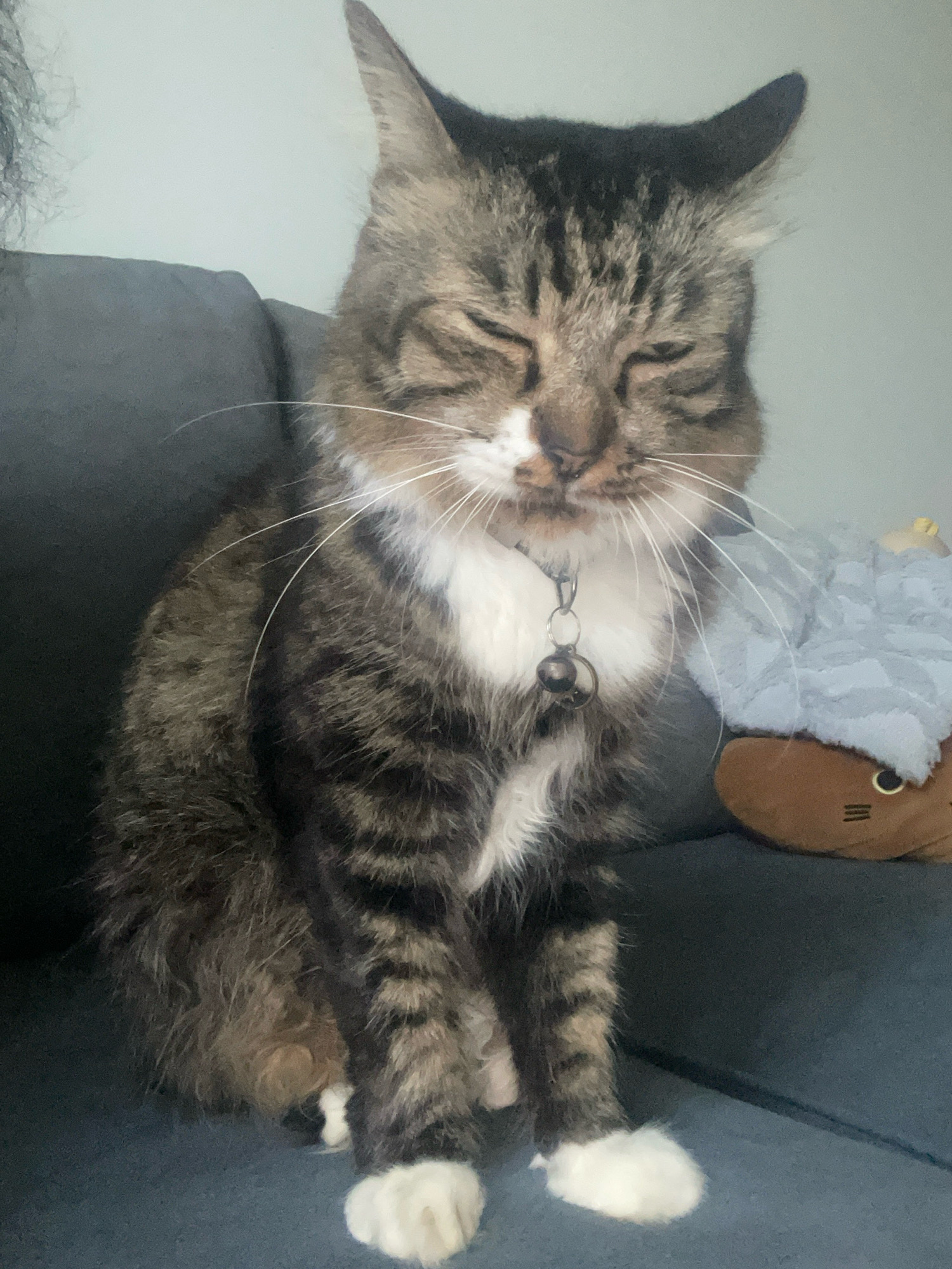 A tabby cat with white paws is sitting on a dark blue couch with its eyes closed. The cat is wearing a silver collar with a bell. To the right of the cat is a plush toy that appears to be a brown hedgehog with gray spikes. The background is a light gray wall. There are no explicit indicators of a specific location within Kuala Lumpur, Malaysia, in this image.