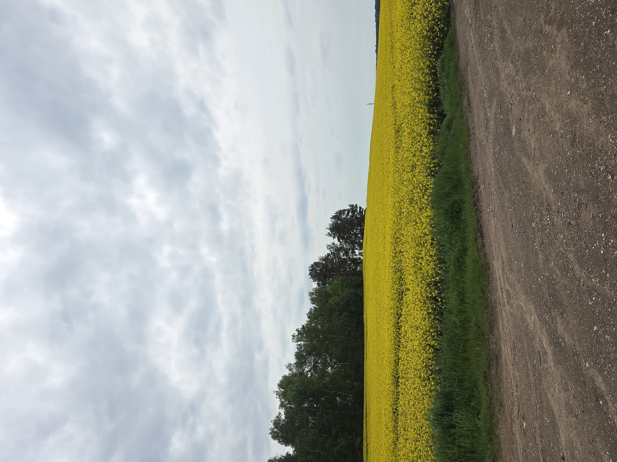 A field of bright yellow flowers is positioned adjacent to a dirt road under a cloudy sky. The field is bordered by a line of trees. The location is Unknown, Unknown.