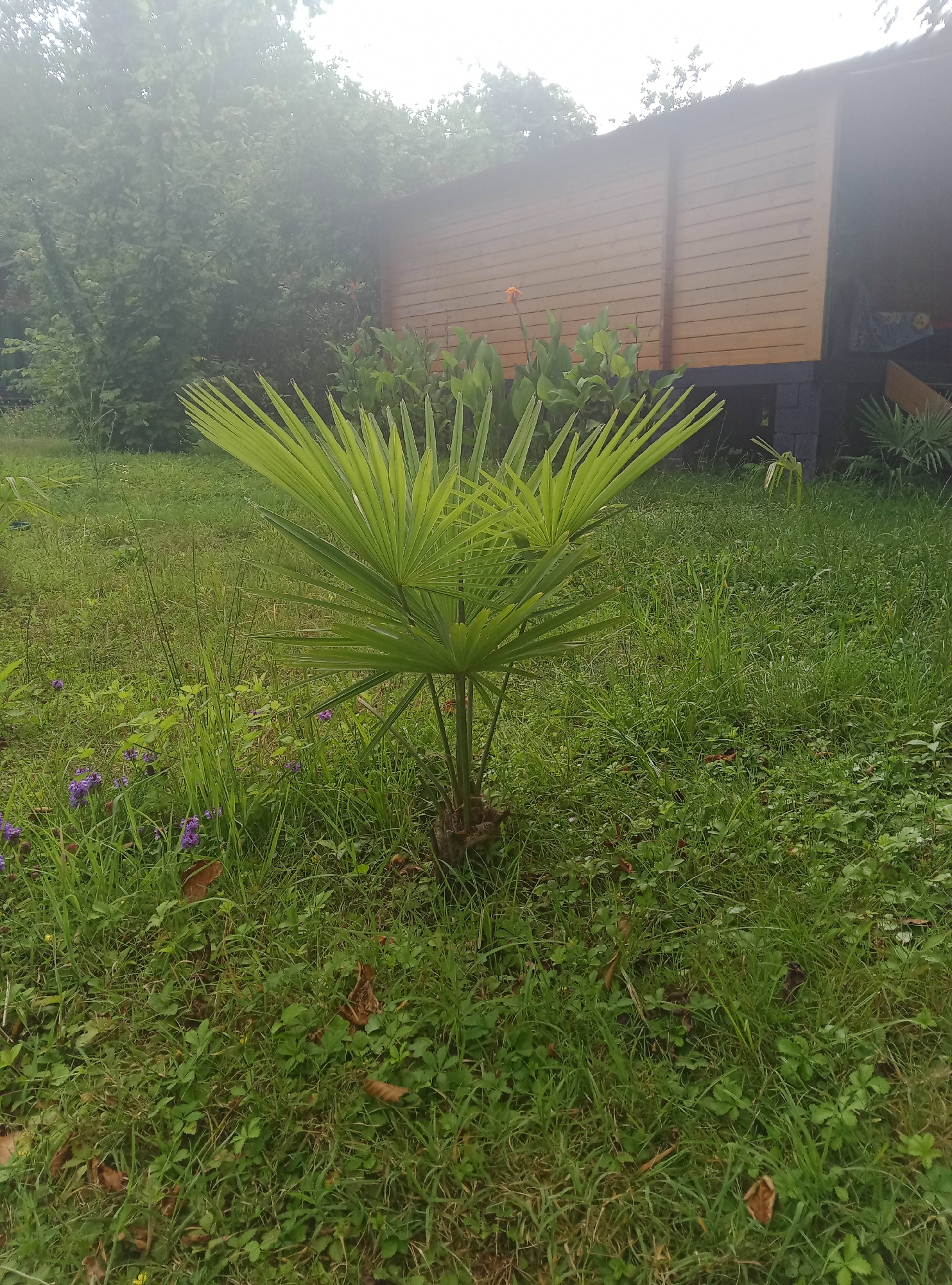 The image depicts a young palm tree standing in a grassy area. In the background, a wooden structure with a dark base is visible, appearing to be elevated. The environment seems to be outdoors, with lush green grass covering the ground. There are some small purple flowers scattered amongst the grass. The overall atmosphere is somewhat overcast, with a hazy or foggy quality to the sky and distant foliage. The location is identified as Pshap, Abkhazia.