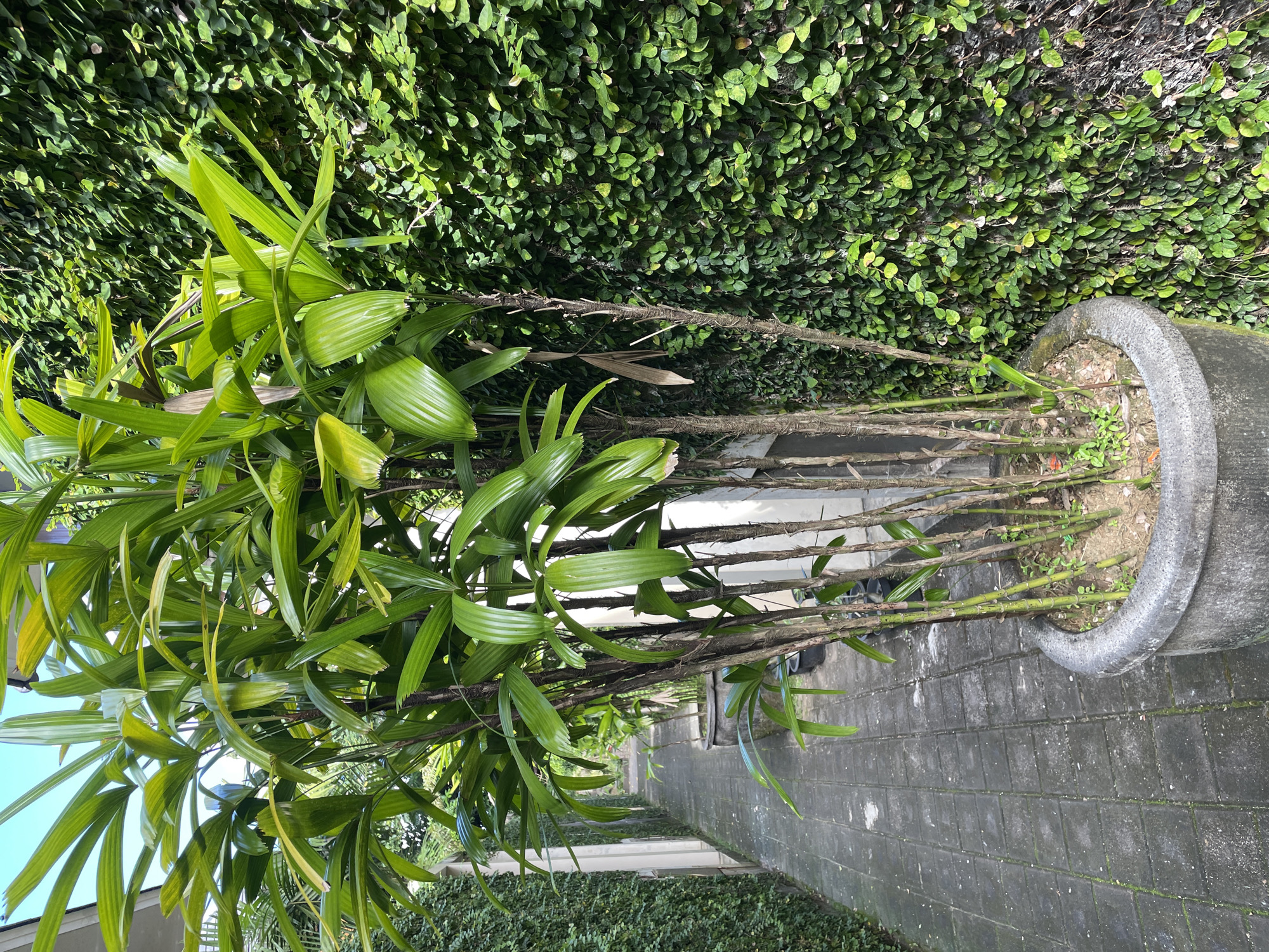 The scene presents a potted plant with green leaves standing on a paved surface. The plant's stems, mostly brown, are visible, with some stems being greenish near the base. The pot is gray. Behind the plant, a wall covered with dense green foliage forms a backdrop. The ground is paved with gray bricks or tiles. The image was taken in Kuta Selatan, Indonesia.