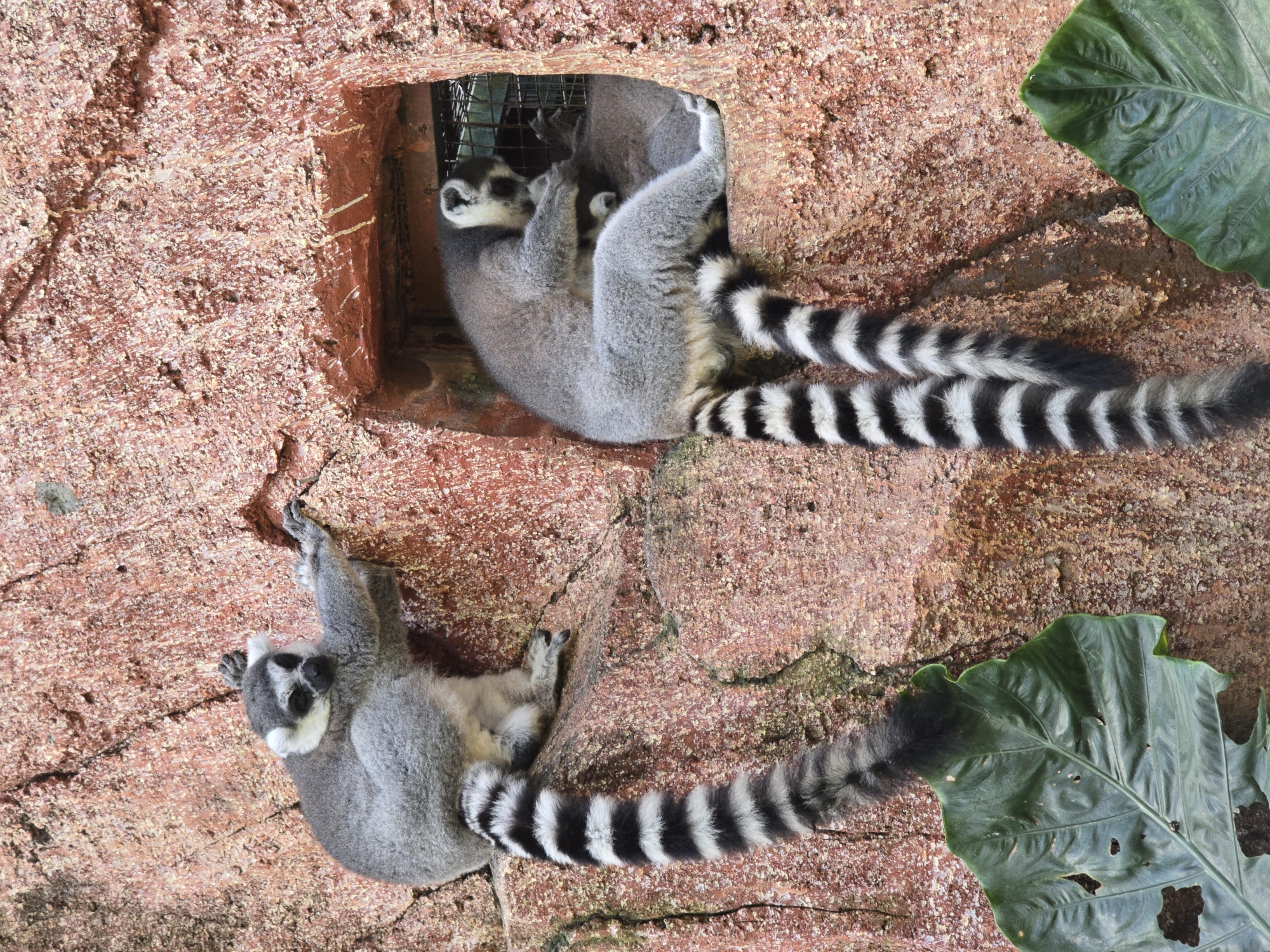 Two ring-tailed lemurs are situated on a reddish-brown, textured, vertical surface, seemingly a man-made structure resembling rock. One lemur is emerging from a rectangular opening in the structure, a possible enclosure, with another lemur partially visible inside. The lemur outside clings to the surface, tail hanging downwards. Both lemurs are characterized by their distinctive black and white banded tails. Near the lemurs, large, green leaves are positioned against the wall. The location appears to be an animal exhibit in a zoological setting, with the city and specific location being Unknown, Unknown.