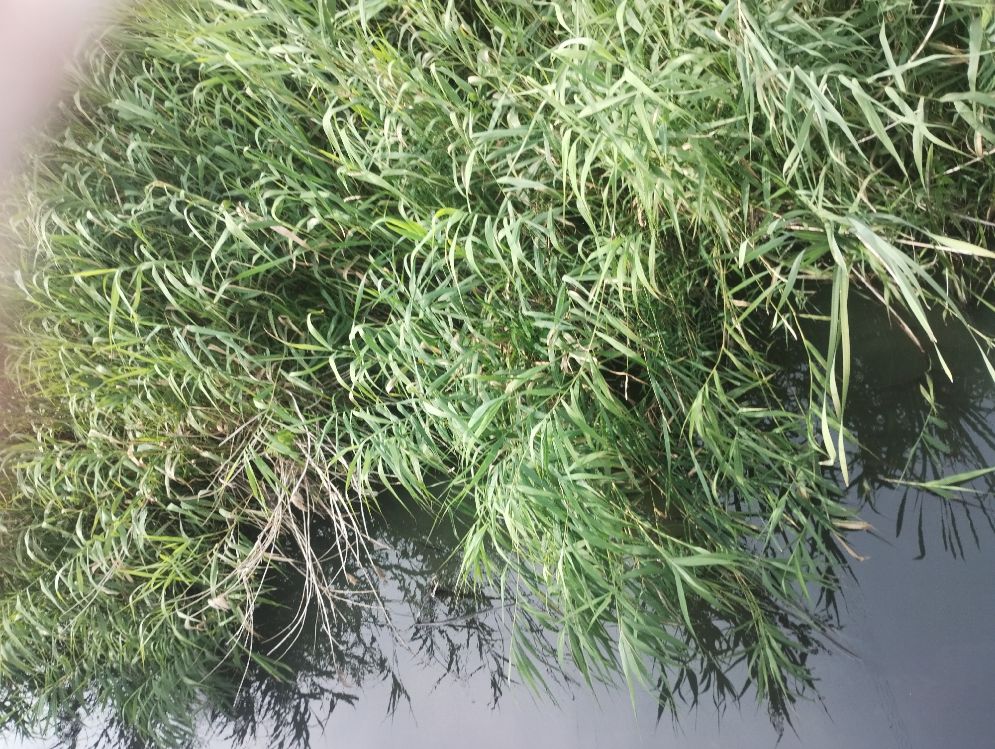 The image depicts a close-up view of dense, green reeds growing along the edge of a body of dark water. The reeds are the primary subject, with their long, slender leaves dominating the frame. Some of the reeds are dry and pale, contrasting with the vibrant green of the living ones. The water's surface reflects the reeds, creating a mirrored effect that adds depth to the scene. The lighting suggests it might be daytime, with some areas of the reeds appearing brighter, indicating sunlight. The scene is natural and tranquil, with no people or man-made objects visible. The location is specified as Sumy, Ukraine, suggesting a natural landscape in that region. The overall impression is one of natural growth and the quiet beauty of a waterside environment.