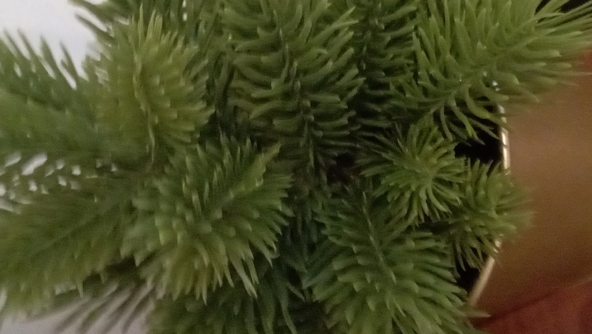 The image shows a close-up view of a green, artificial plant, possibly in a pot. The plant has numerous small, pointed leaves giving it a spiky texture. Parts of the white wall are visible in the background. The environment is indoors. There is no evidence to confirm or deny a location in Nha Trang Ward, Vietnam. There are no people visible in the image.