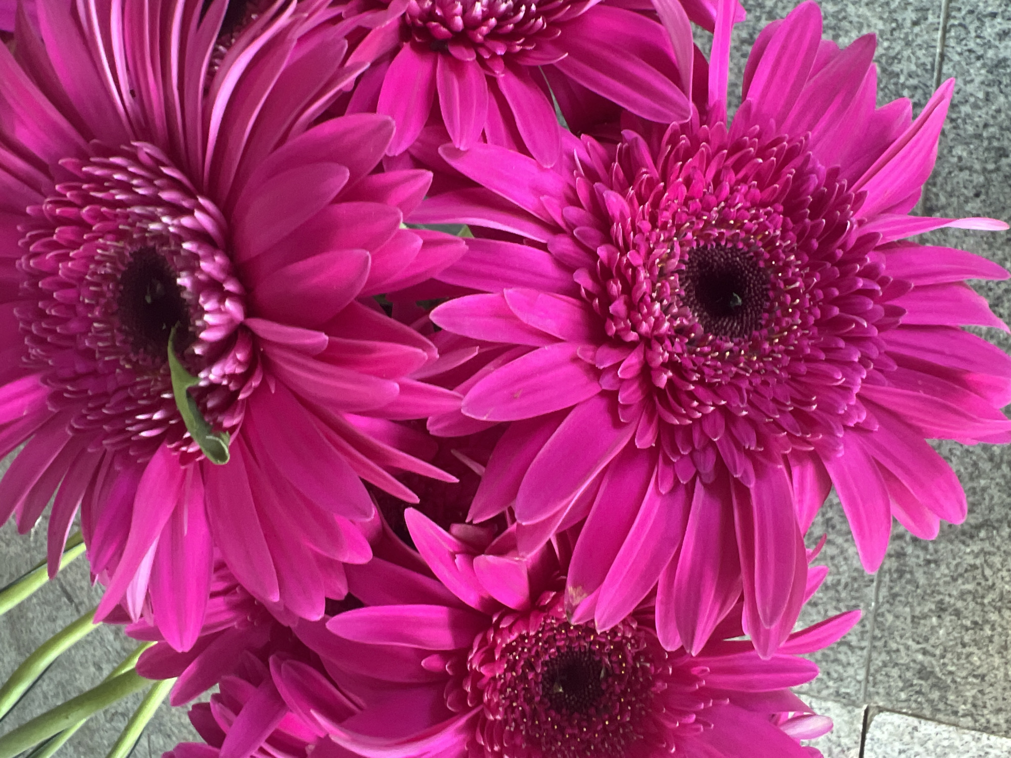A close-up, overhead shot shows a bouquet of vibrant pink Gerbera daisies with bright green stems. The flowers are arranged in a dense cluster, with some petals overlapping. The background is a textured gray surface, possibly a tiled floor or stone. There are no people visible in the image. The scene appears to be an outdoor setting in Netanya, Israel, possibly a public space or garden.