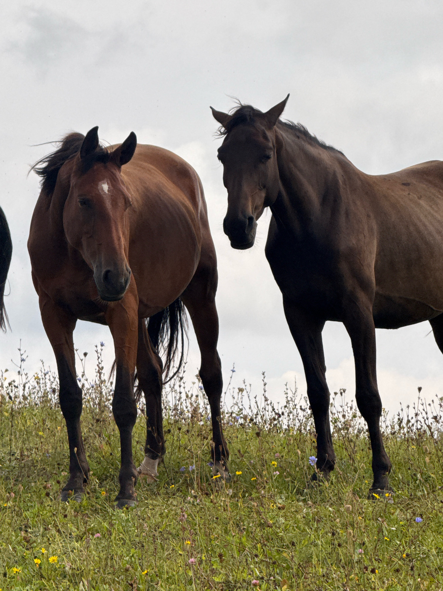 This is a low-angle, full-shot photograph of three horses standing in a grassy field with scattered wildflowers under a cloudy sky. The horses are viewed from the front, with two brown horses in the foreground and a darker horse to the right, mostly out of frame. The horse on the left has a white diamond marking on its forehead. The horse in the center has a very full body. The horses are standing on a gentle slope covered in green grass and a variety of small yellow, pink, and blue flowers. The background is a pale, overcast sky. The image was taken in the city of Galinė, Lithuania.